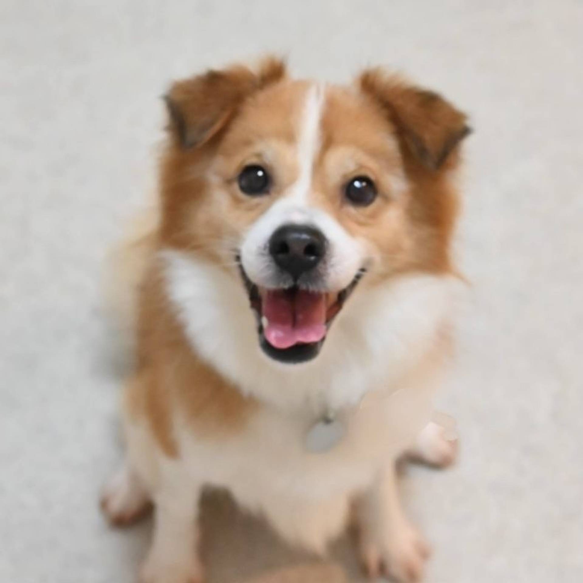 雑種（ミックス犬）・オスの里親募集の写真