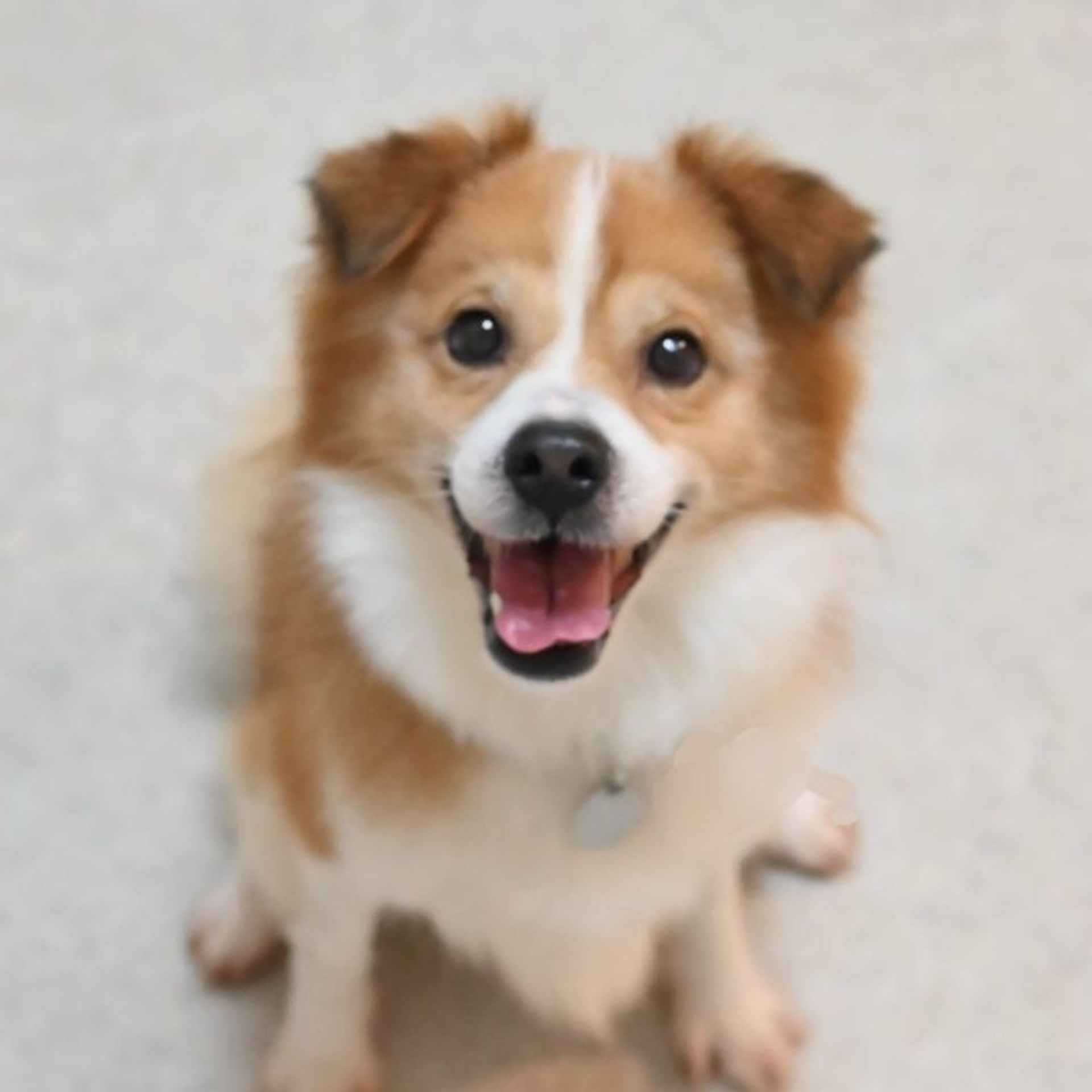 雑種（ミックス犬）・オスの里親募集の写真