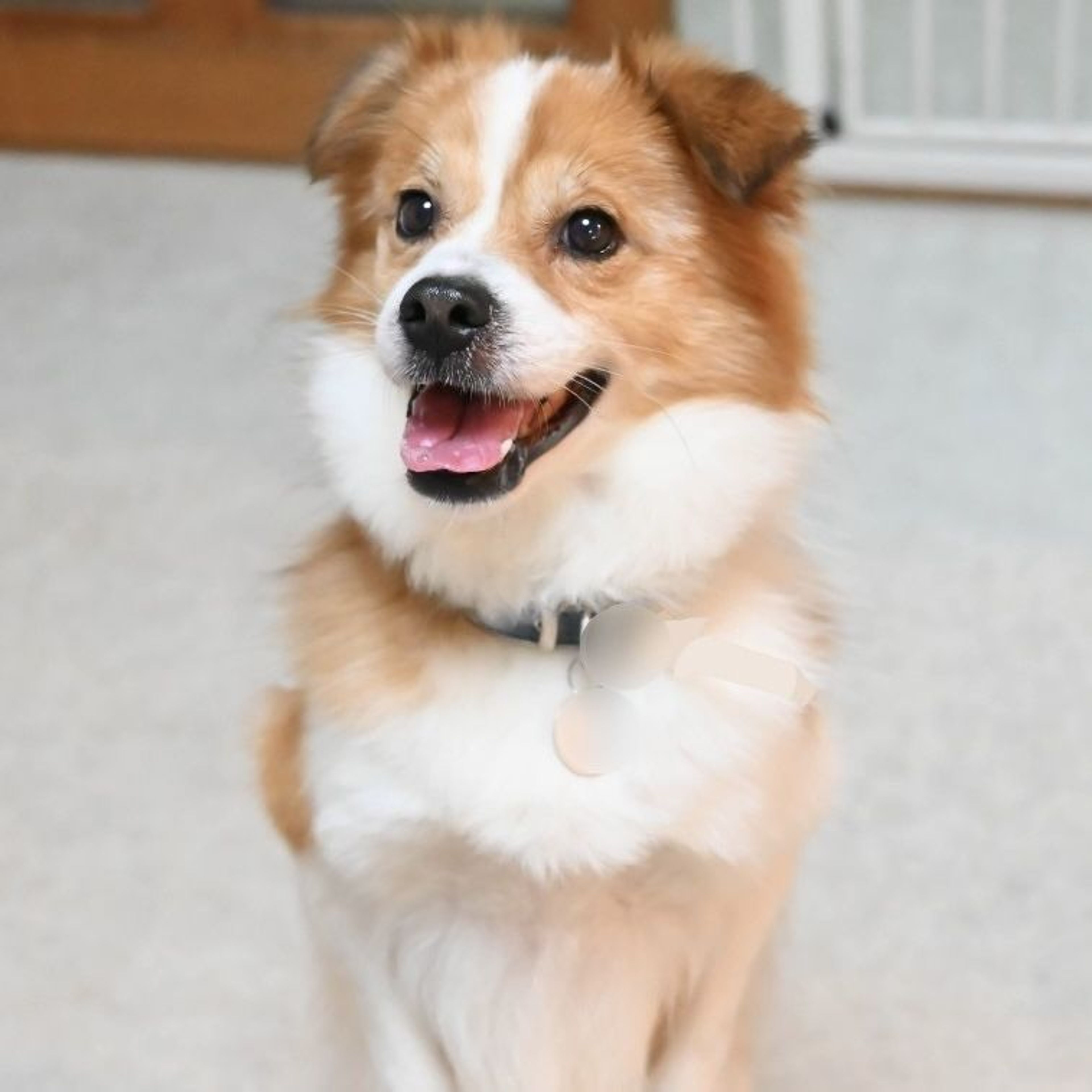 pet-image-4
