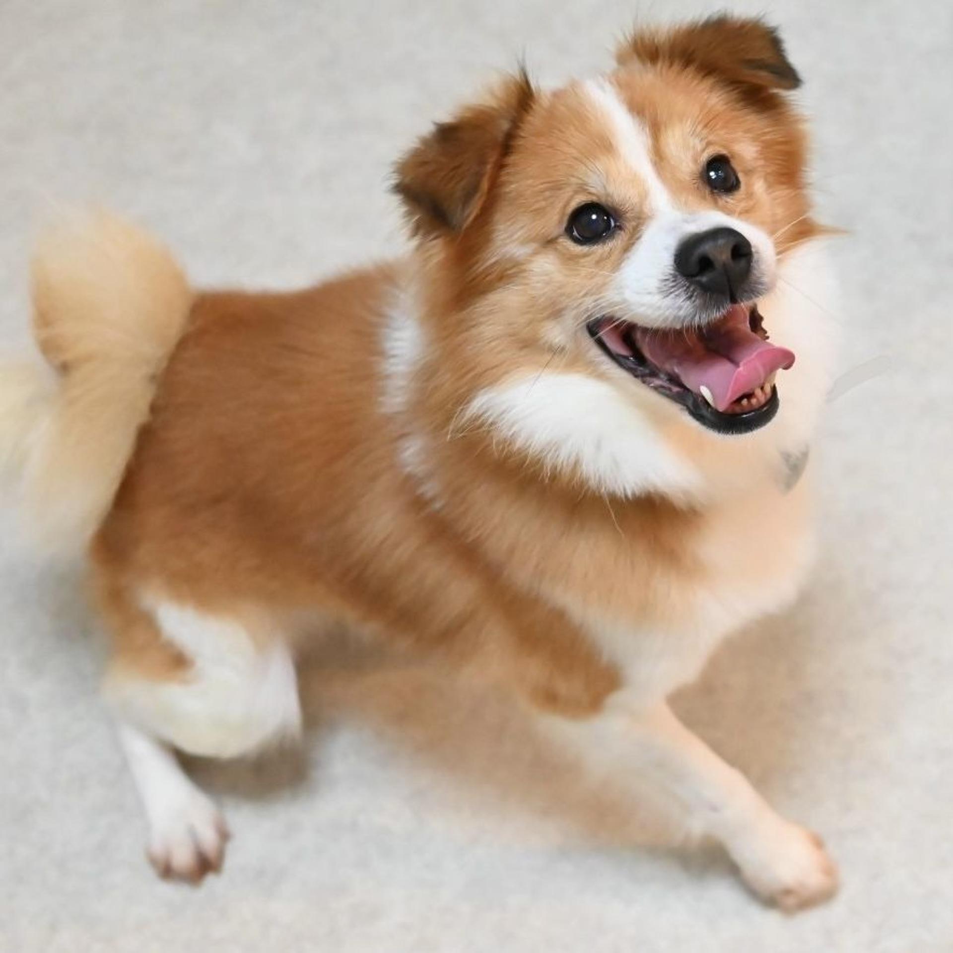 pet-image-5