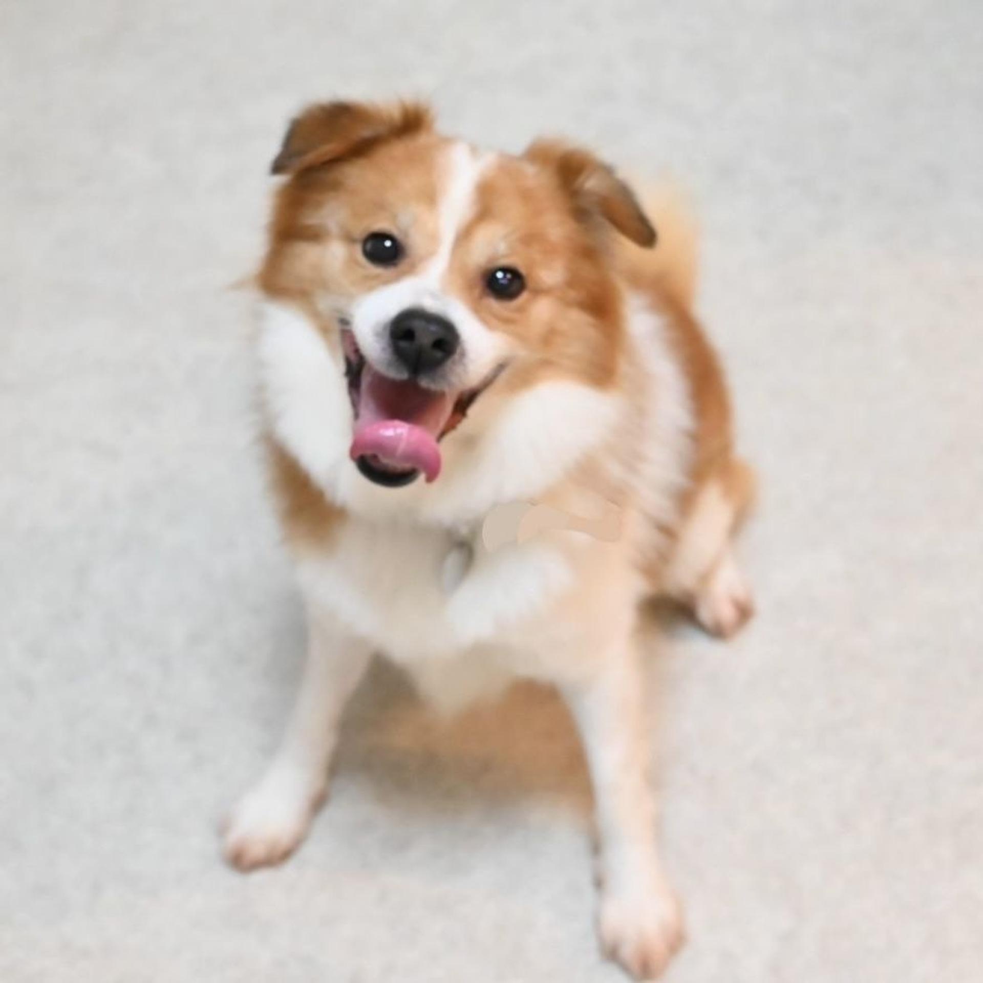 pet-image-6