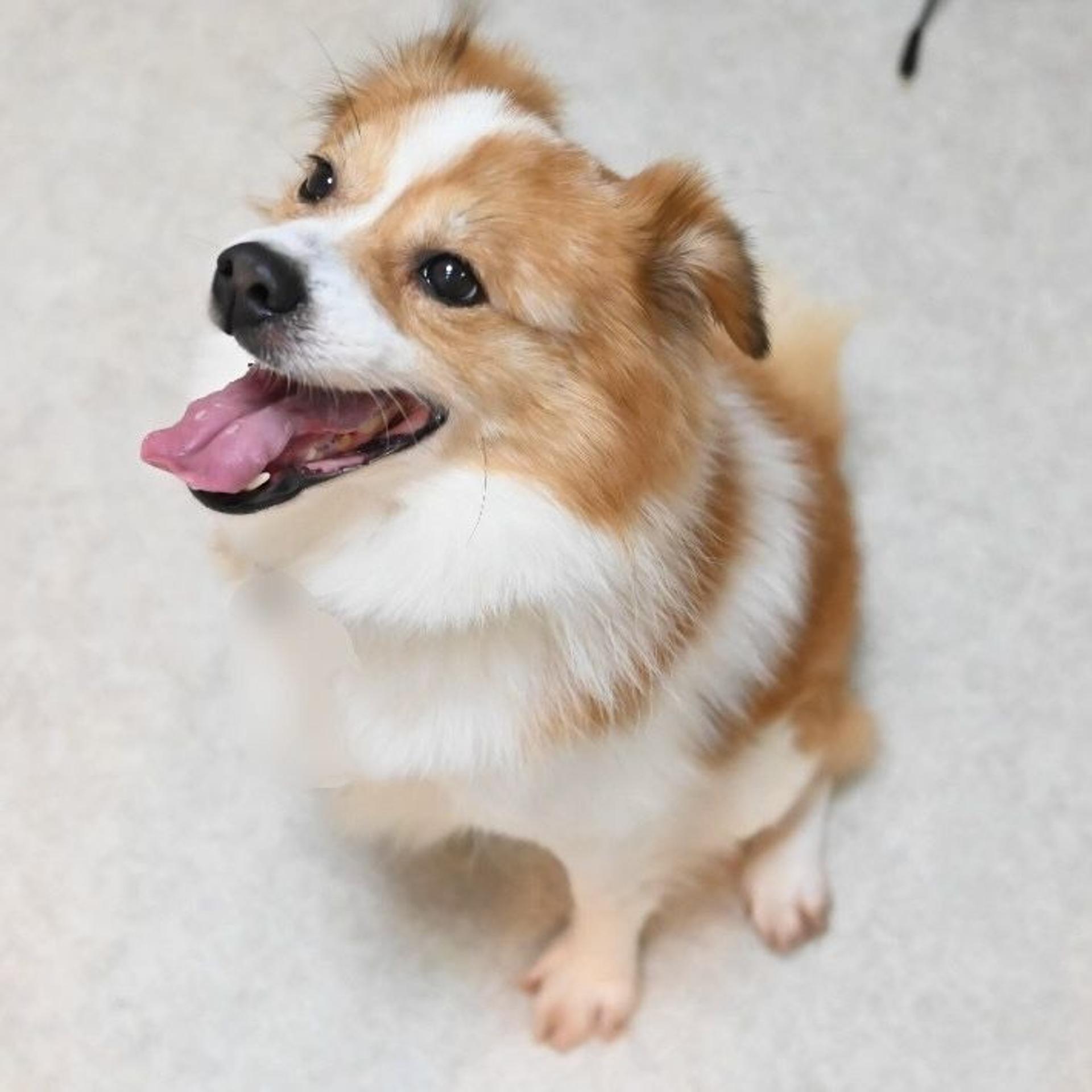 pet-image-7
