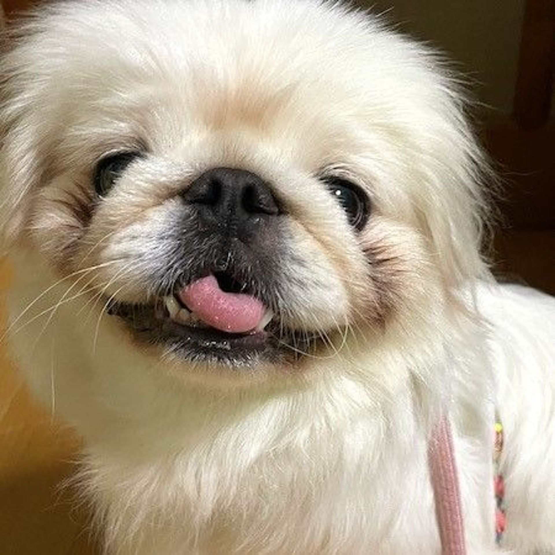 ペキニーズ・メスの里親募集の写真