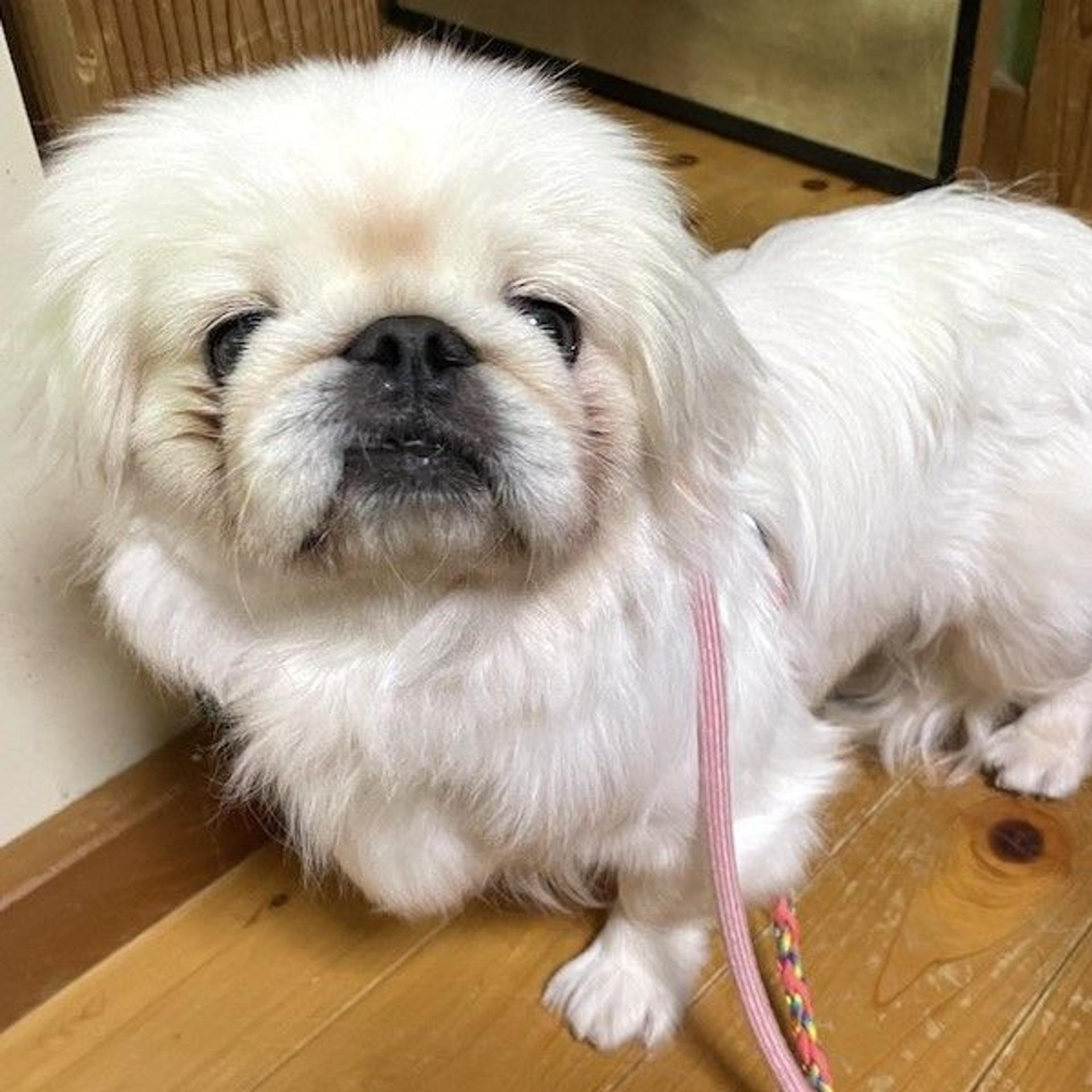 pet-image-3