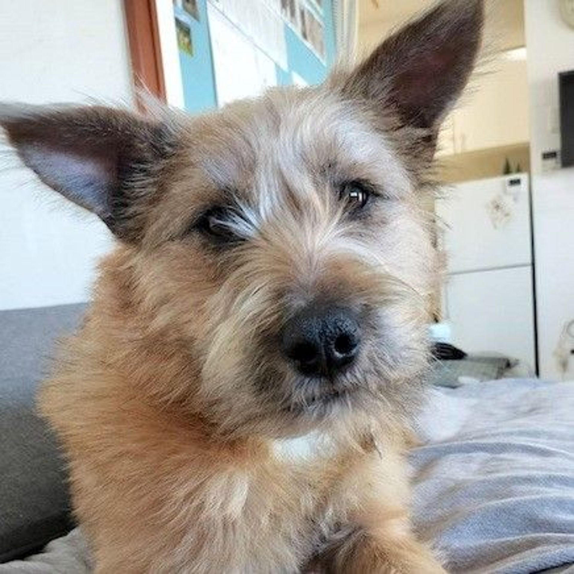 雑種（ミックス犬）・オスの里親募集の写真