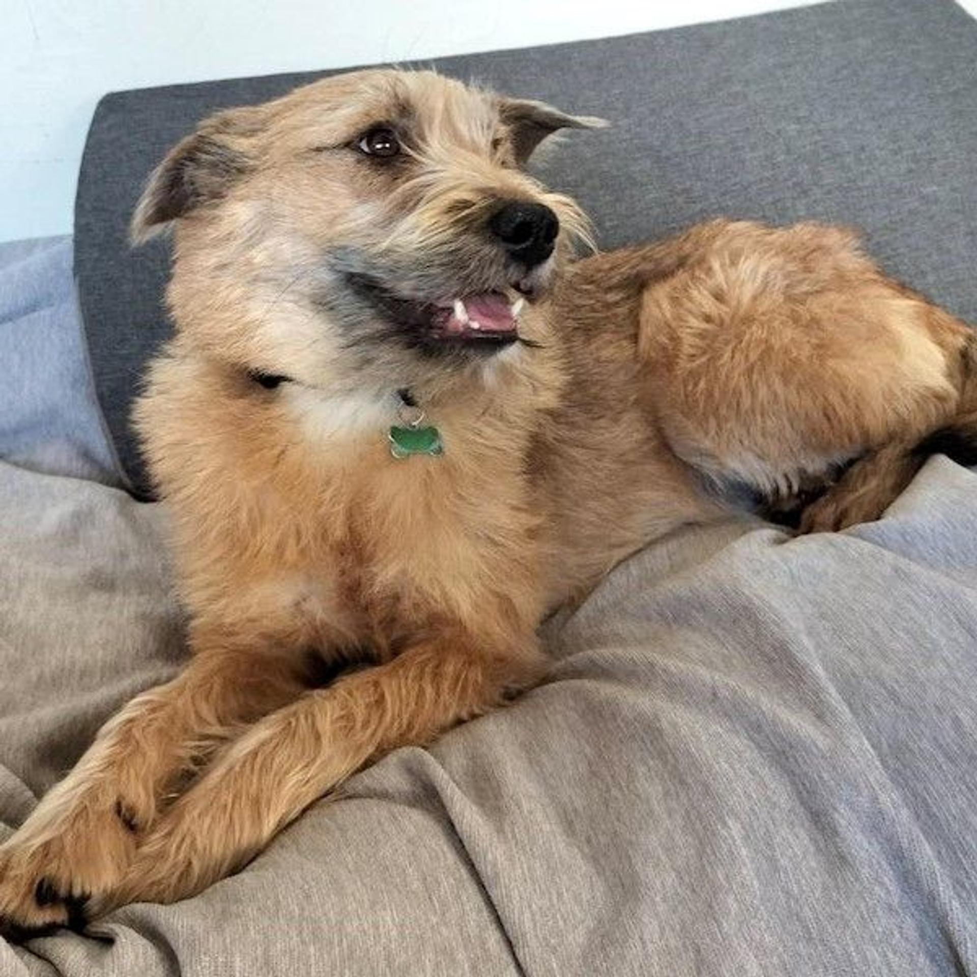pet-image-4