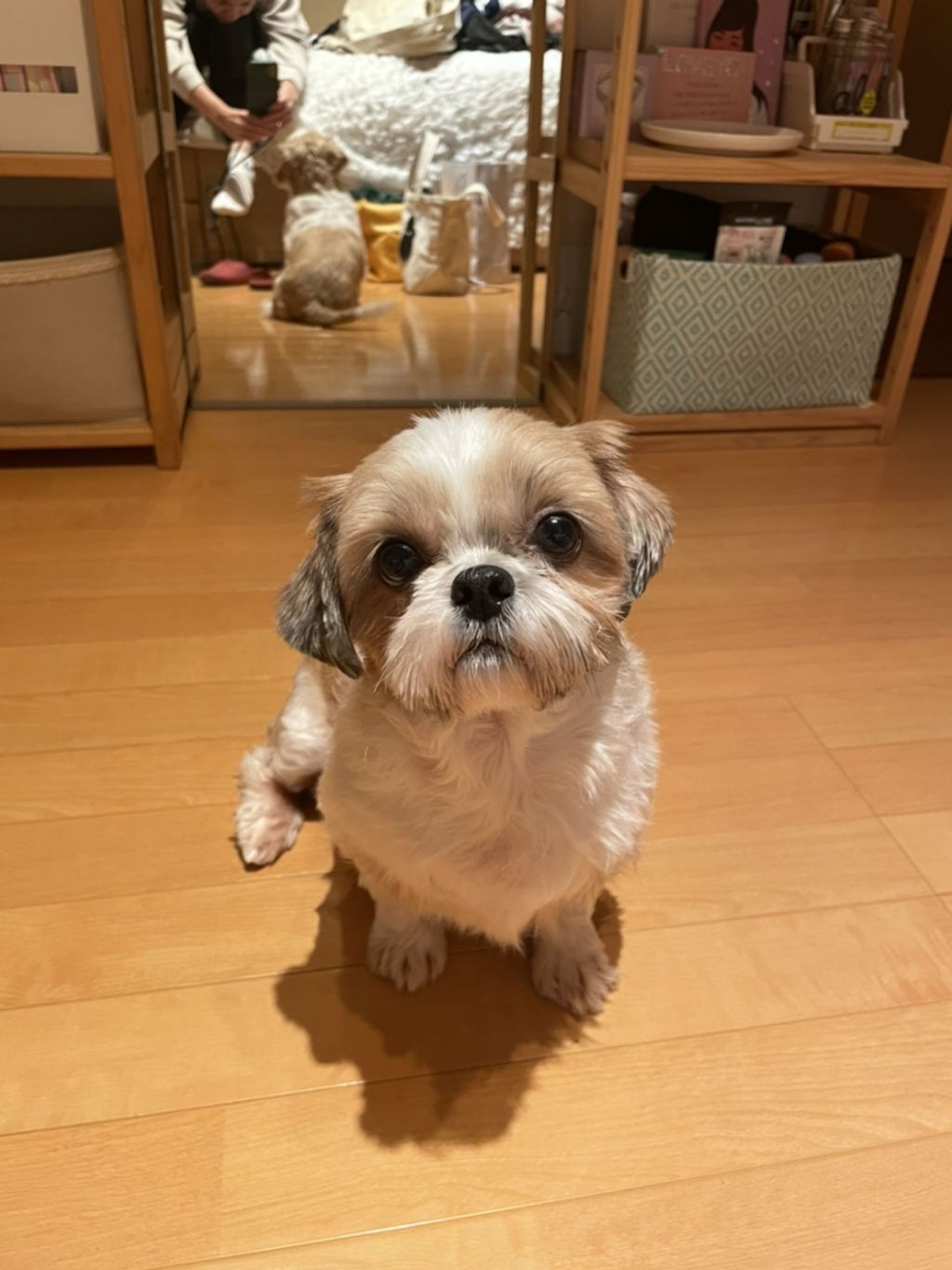 シーズー・メスの里親募集の写真