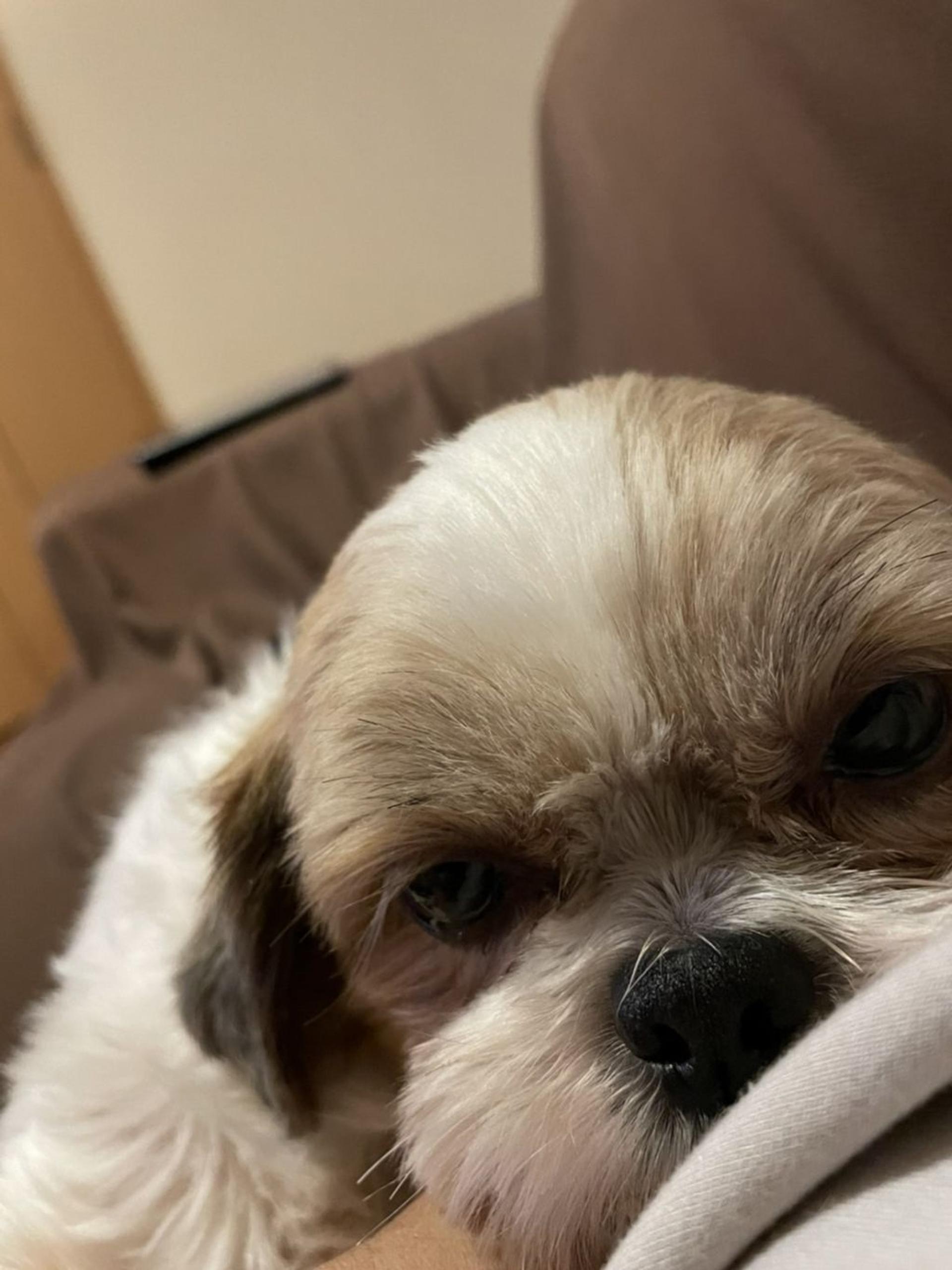 pet-image-5