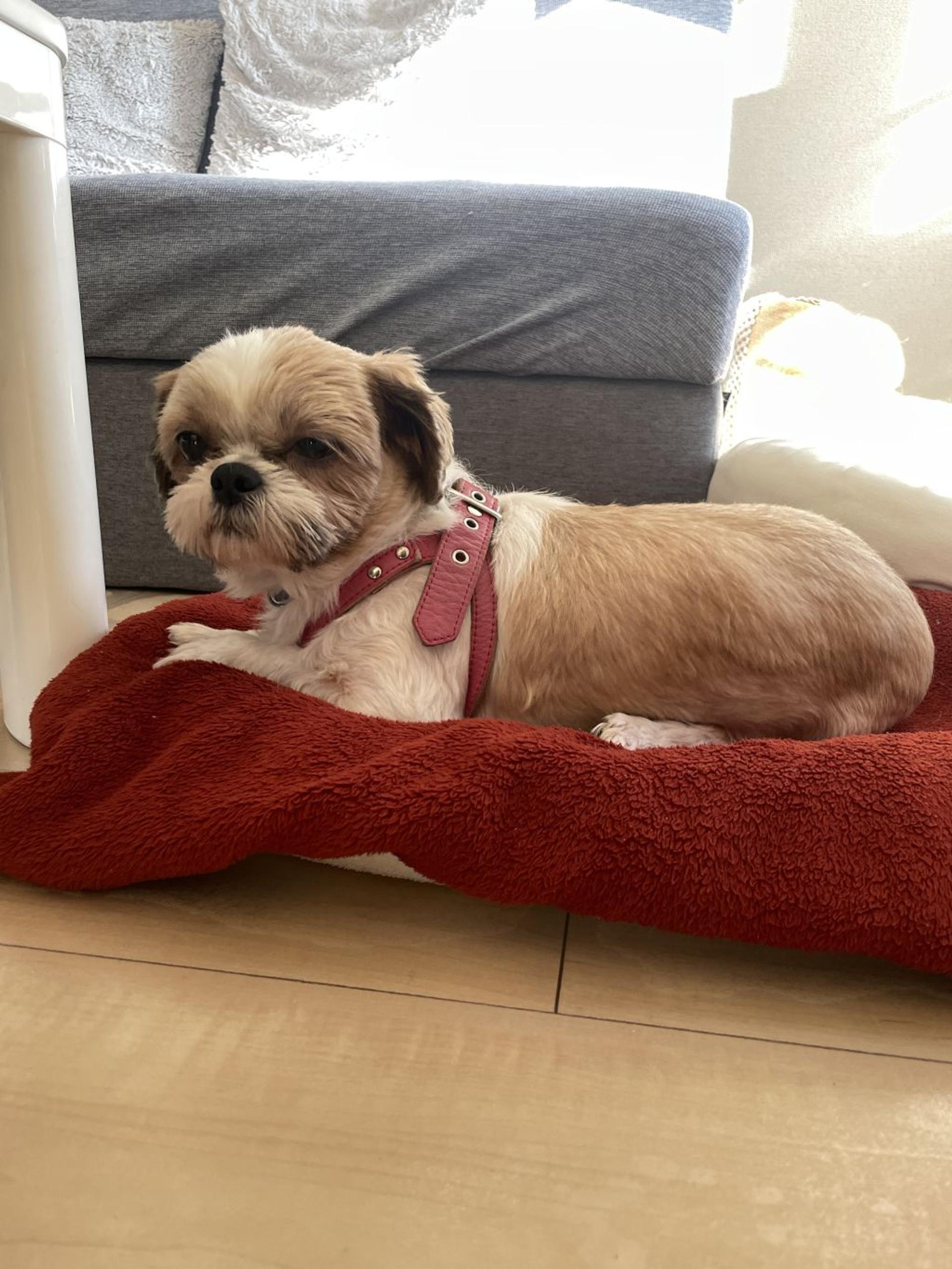pet-image-4