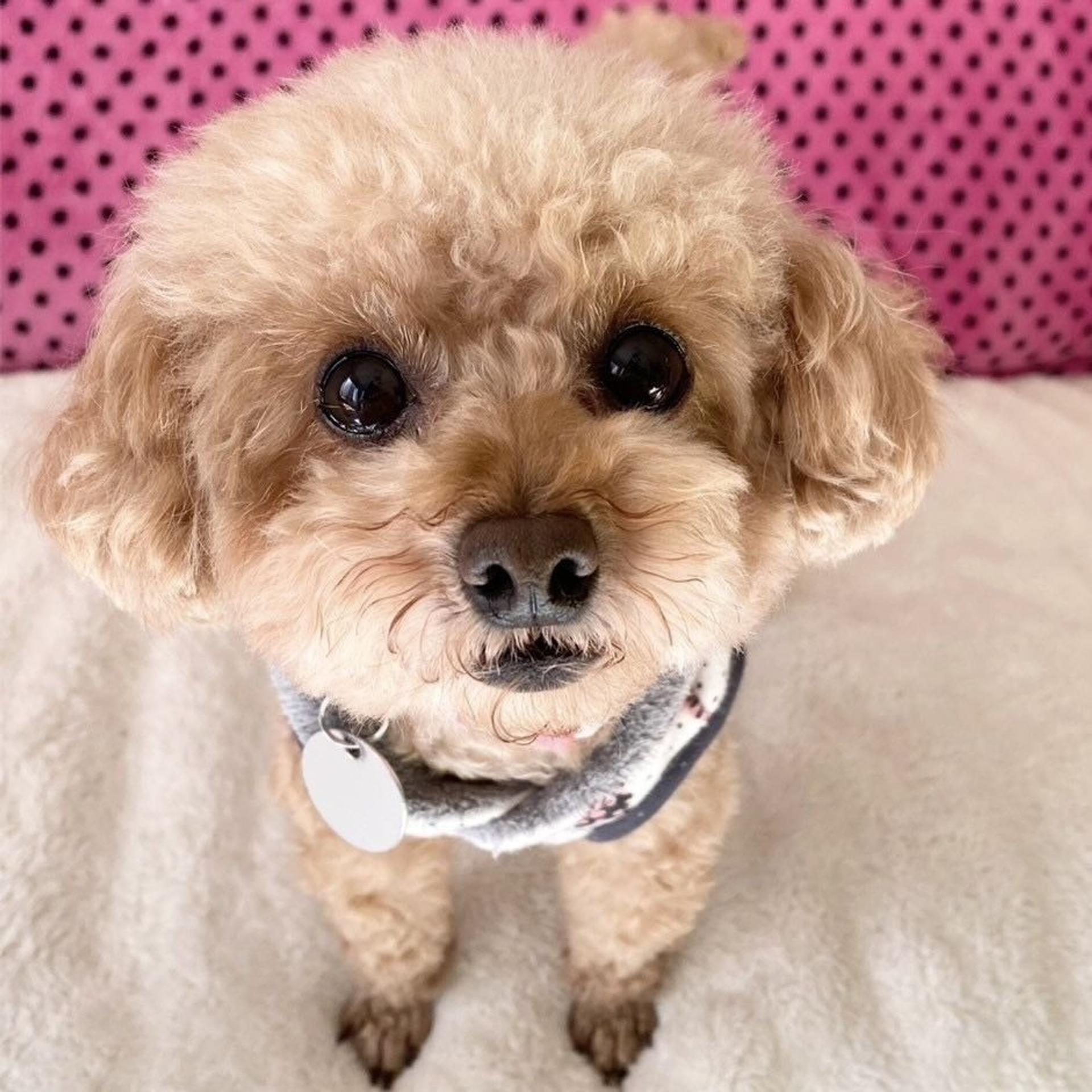 pet-image-2