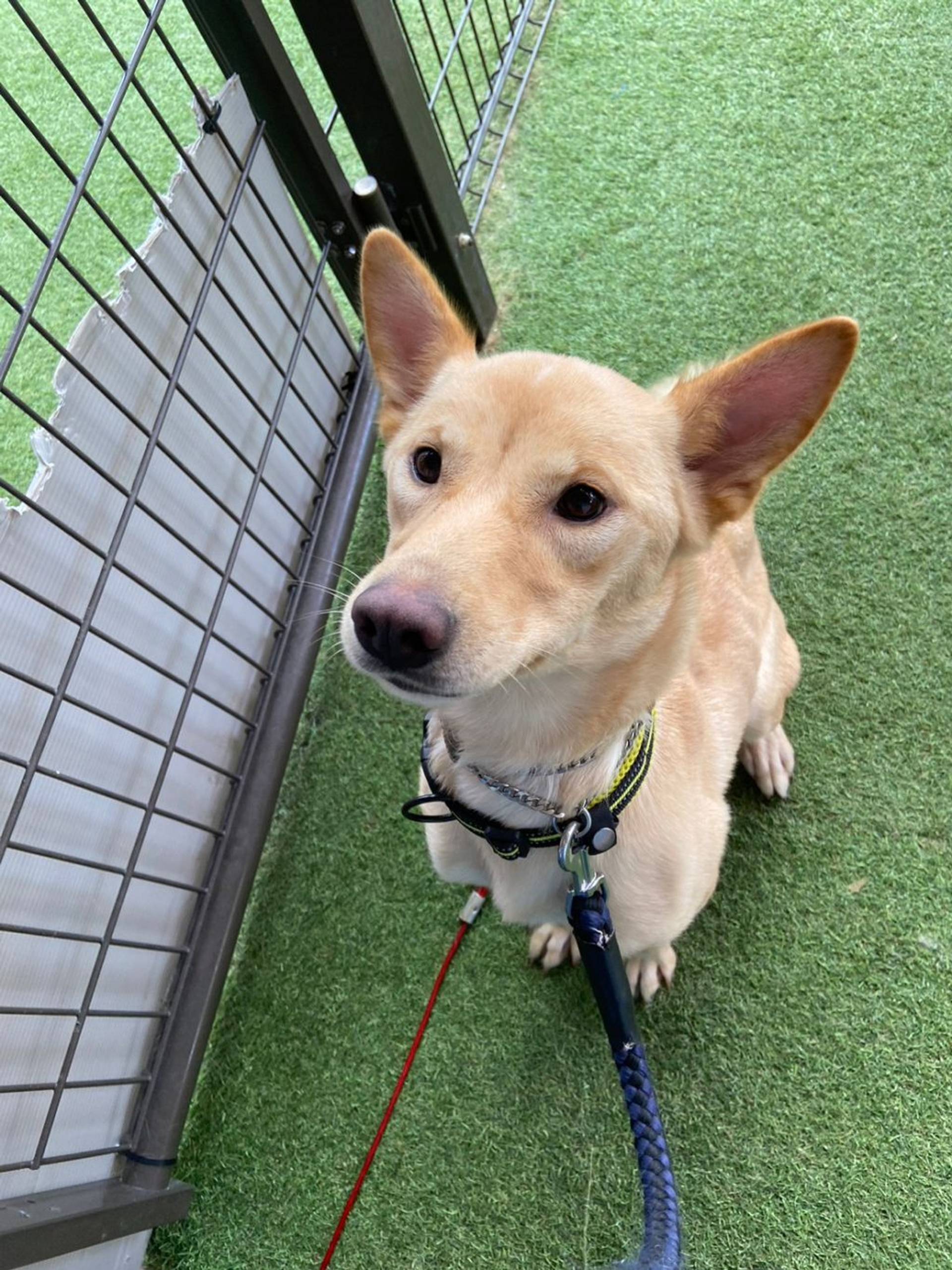 雑種（ミックス犬）・メスの里親募集の写真