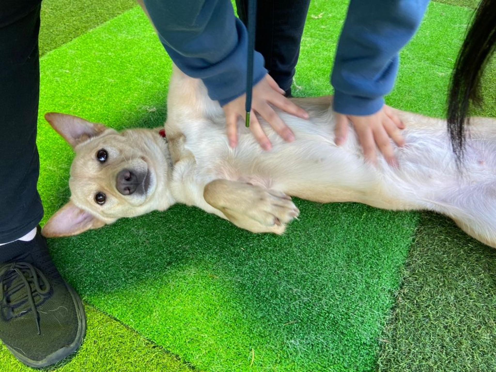 pet-image-3