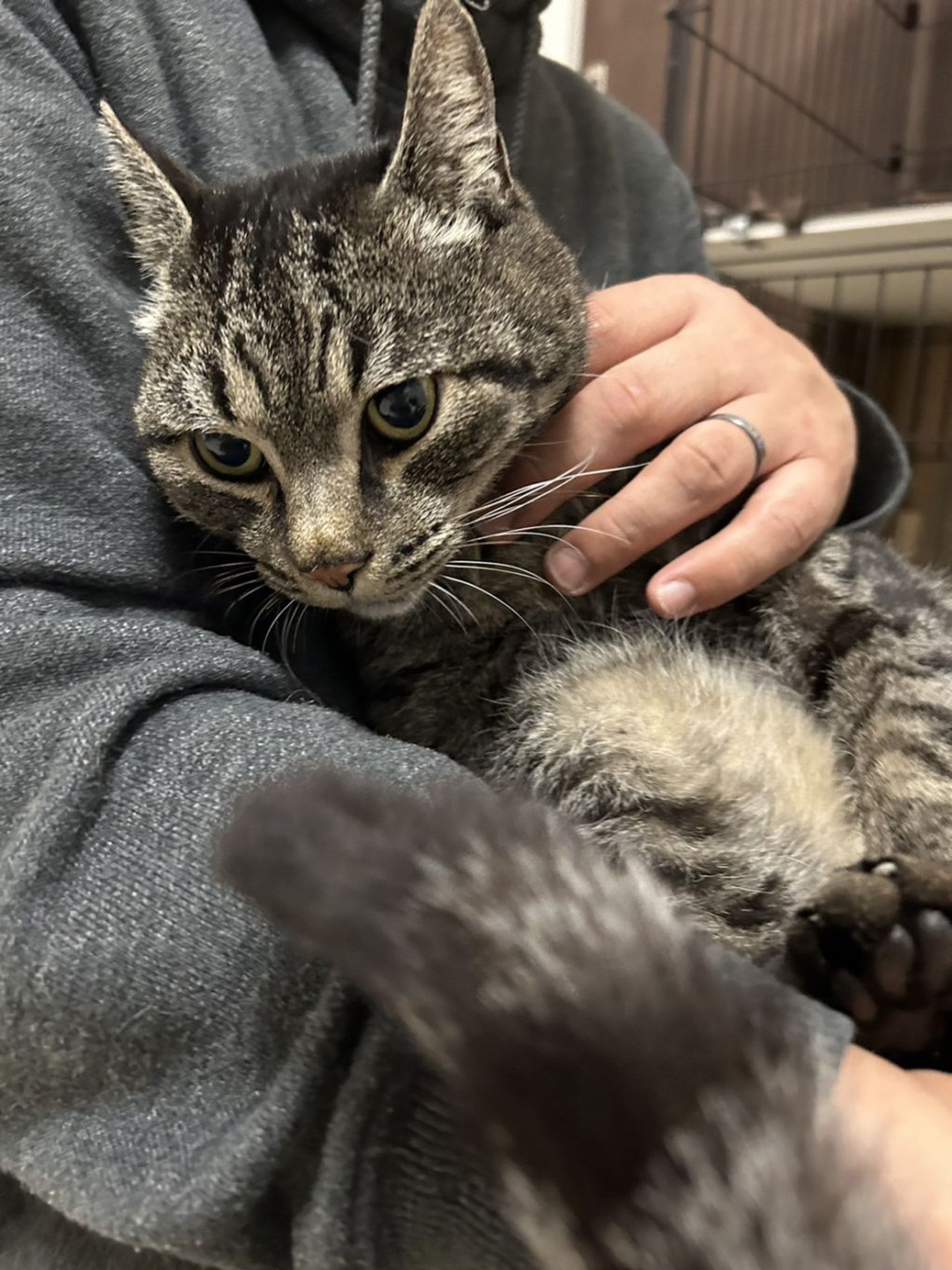 雑種（ミックス猫）・オスの里親募集の写真