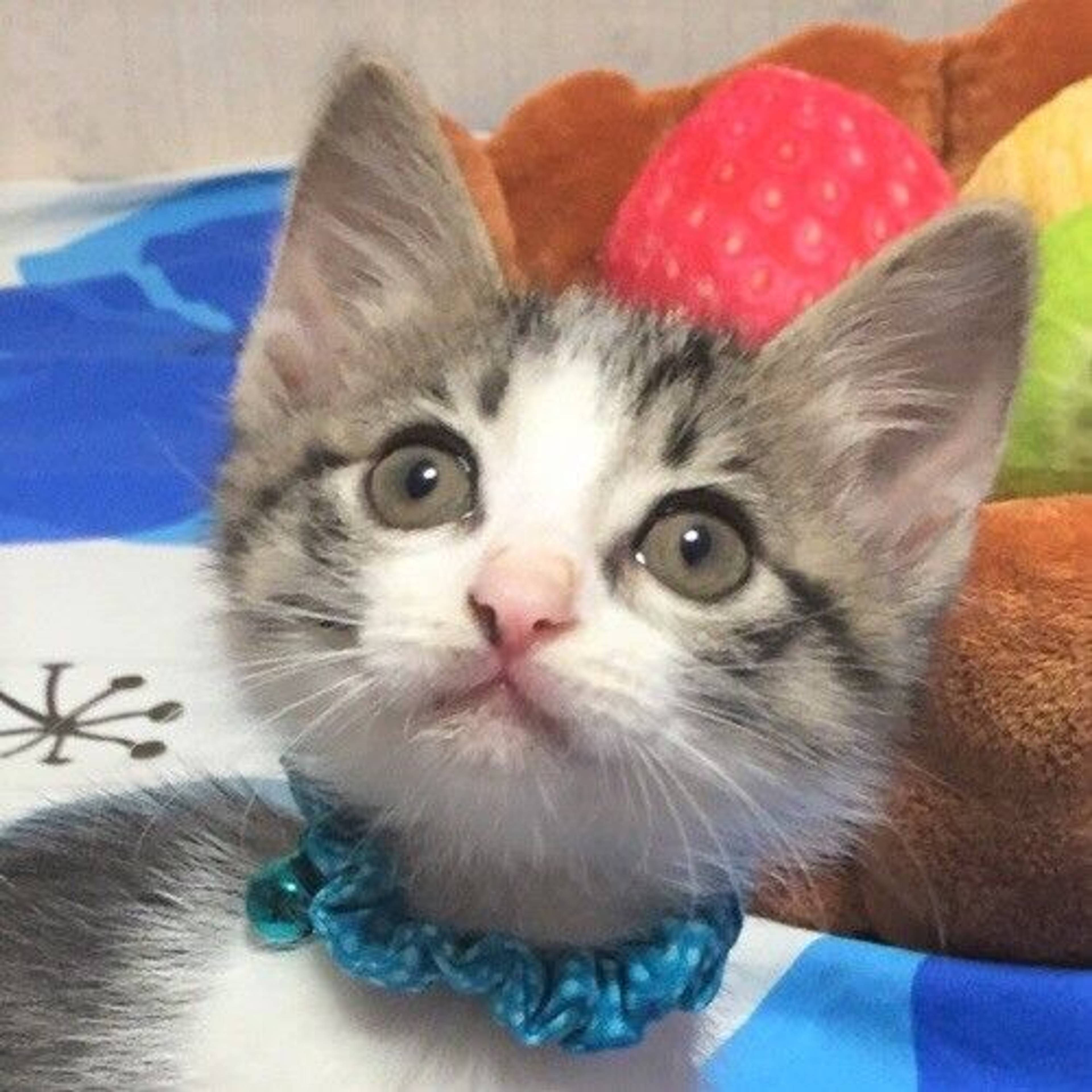 雑種（ミックス猫）・オスの里親募集の写真