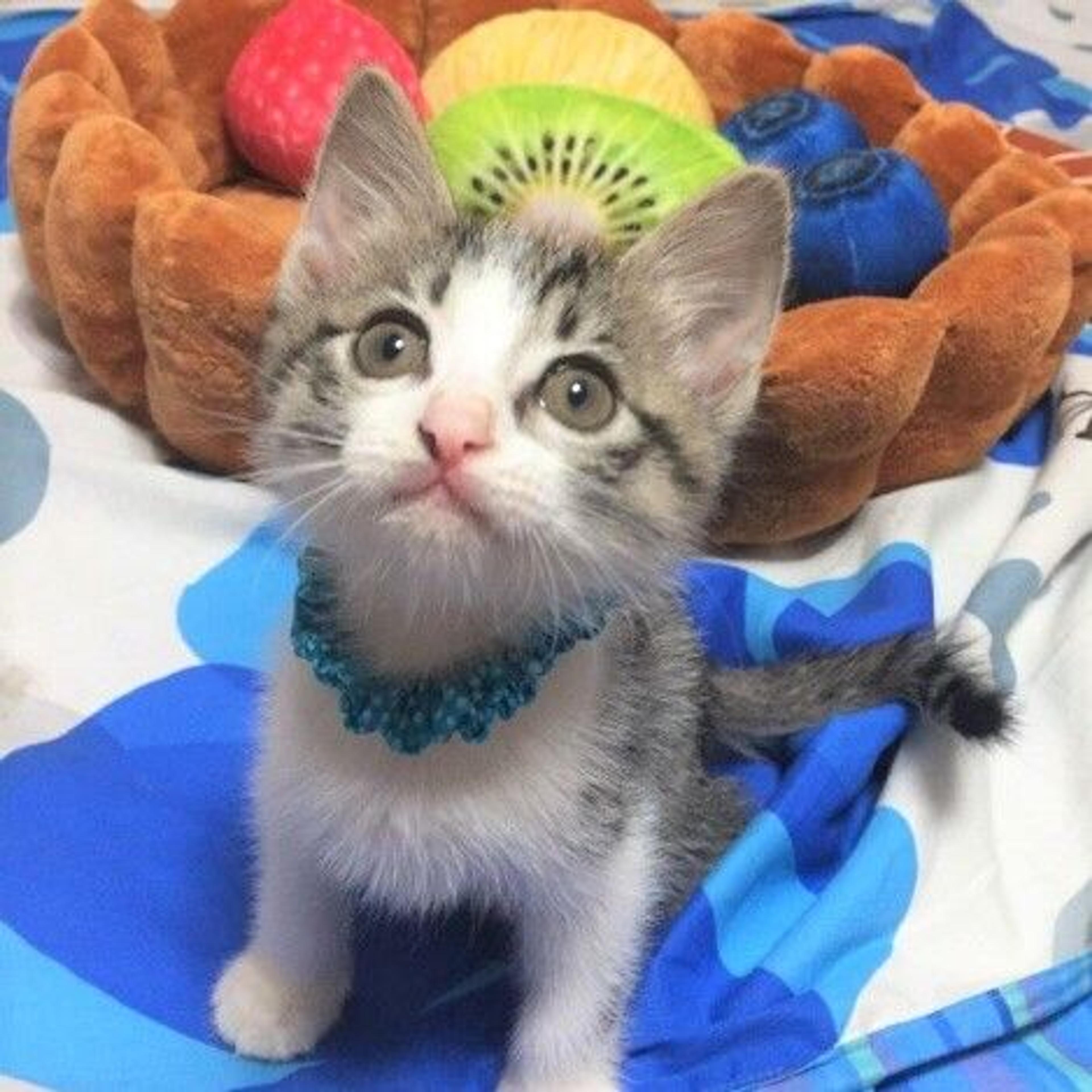 pet-image-2
