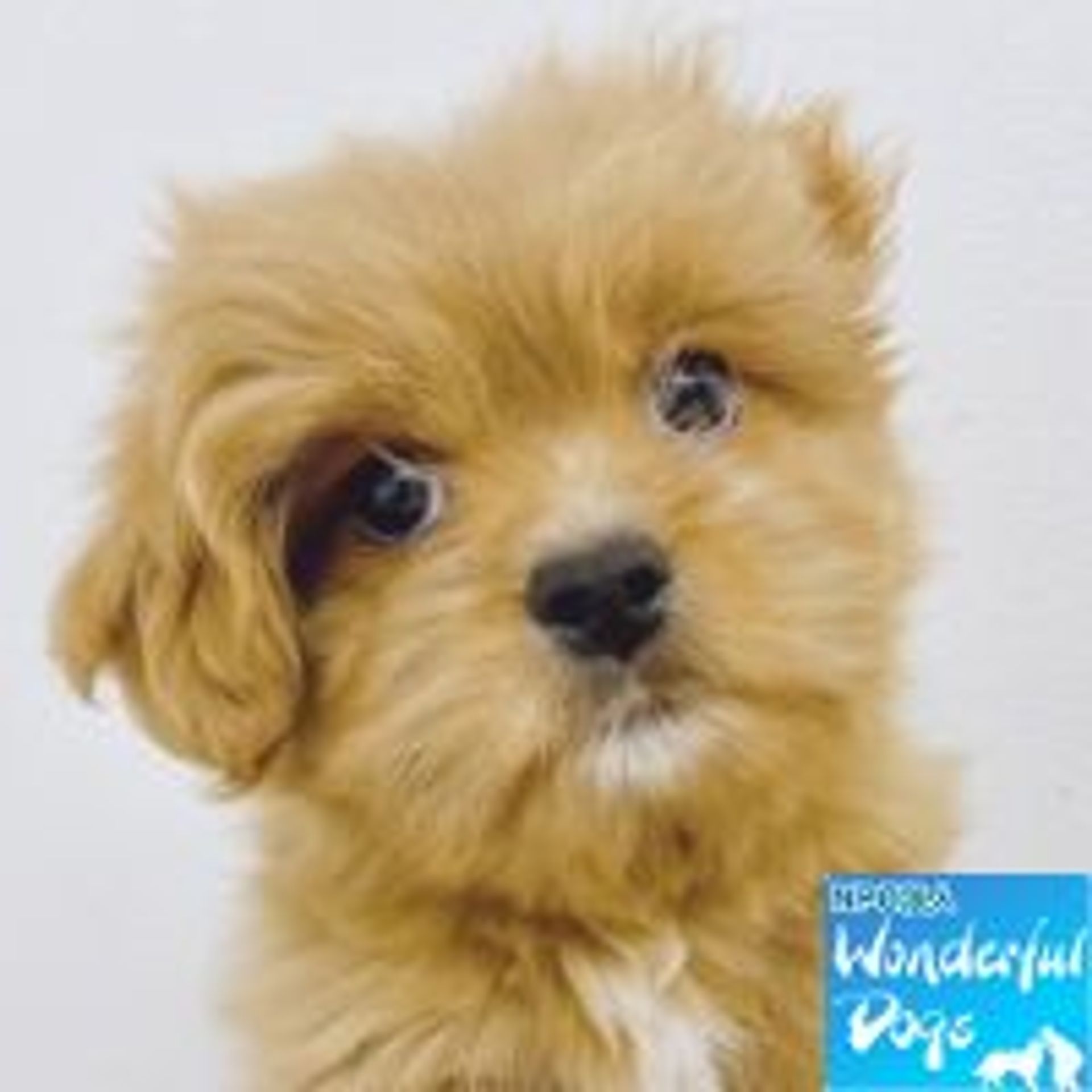 雑種（ミックス犬）・オスの里親募集の写真