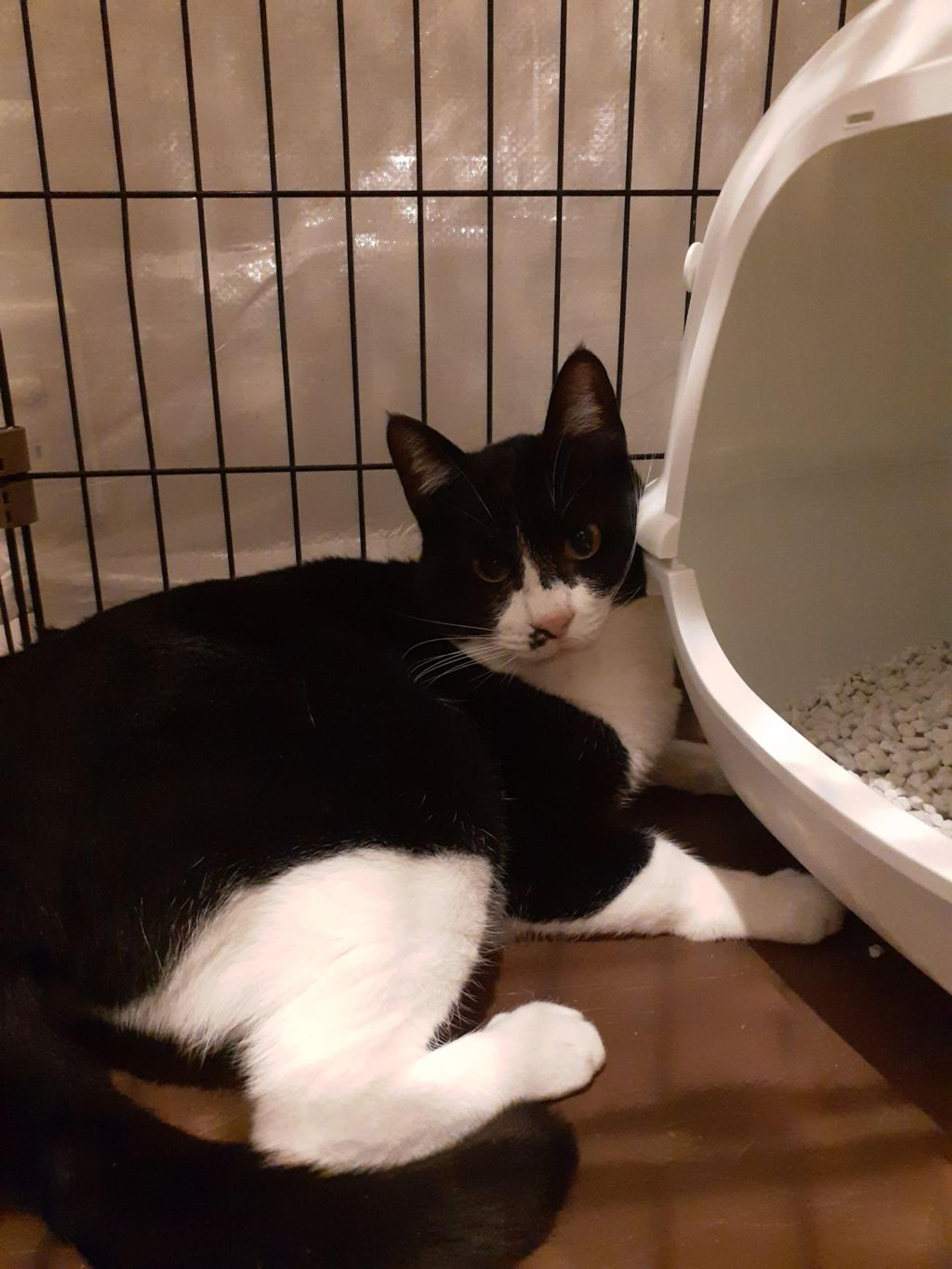 pet-image-2
