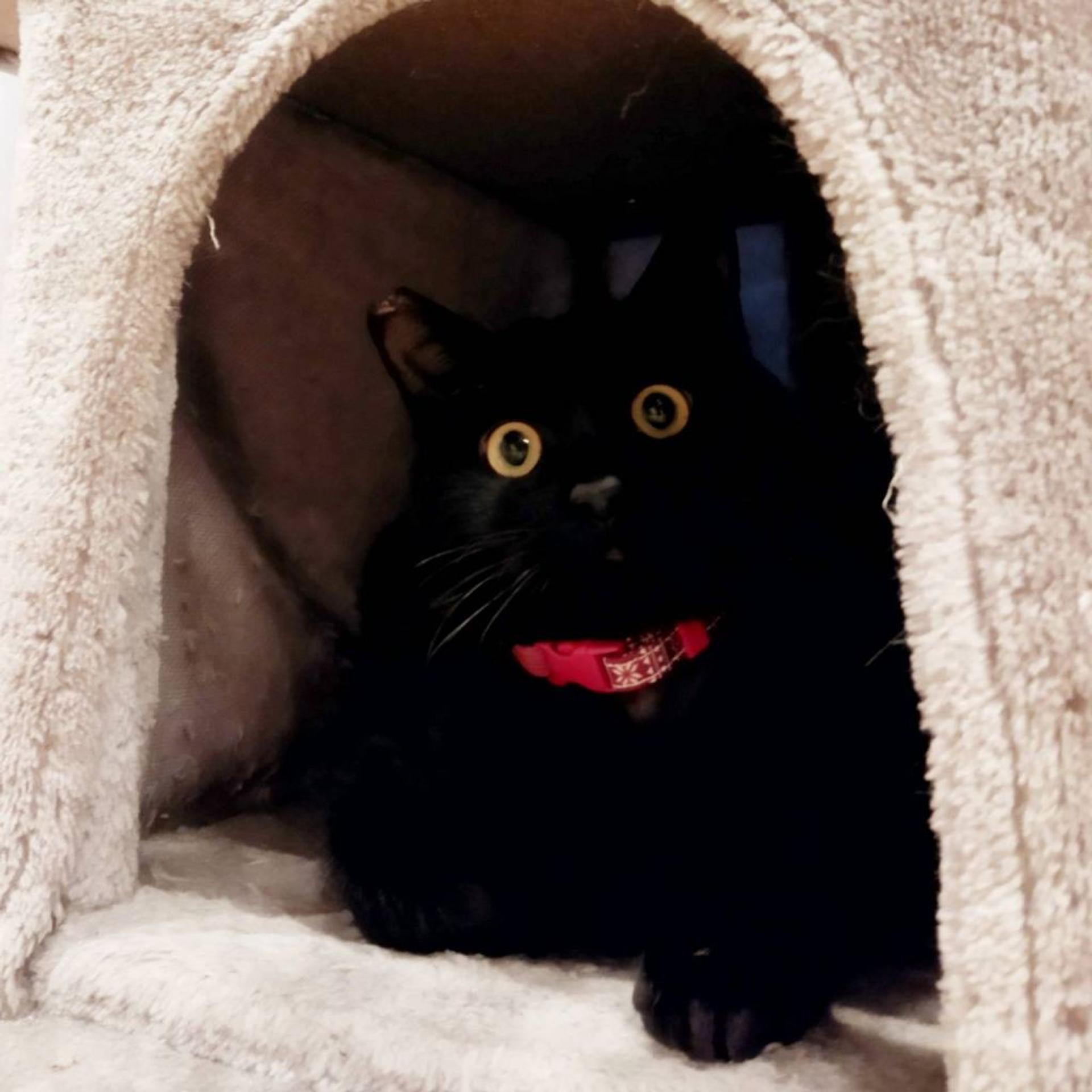 pet-image-5