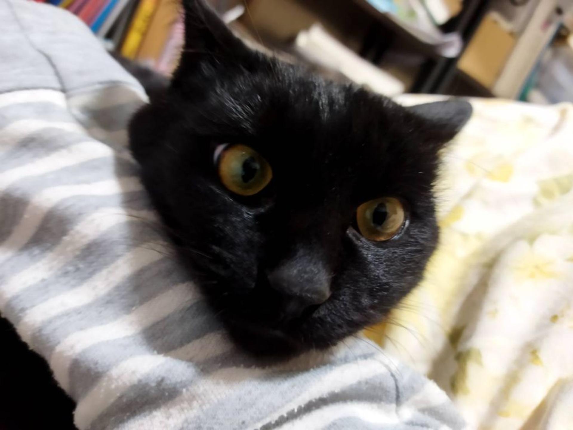 pet-image-7