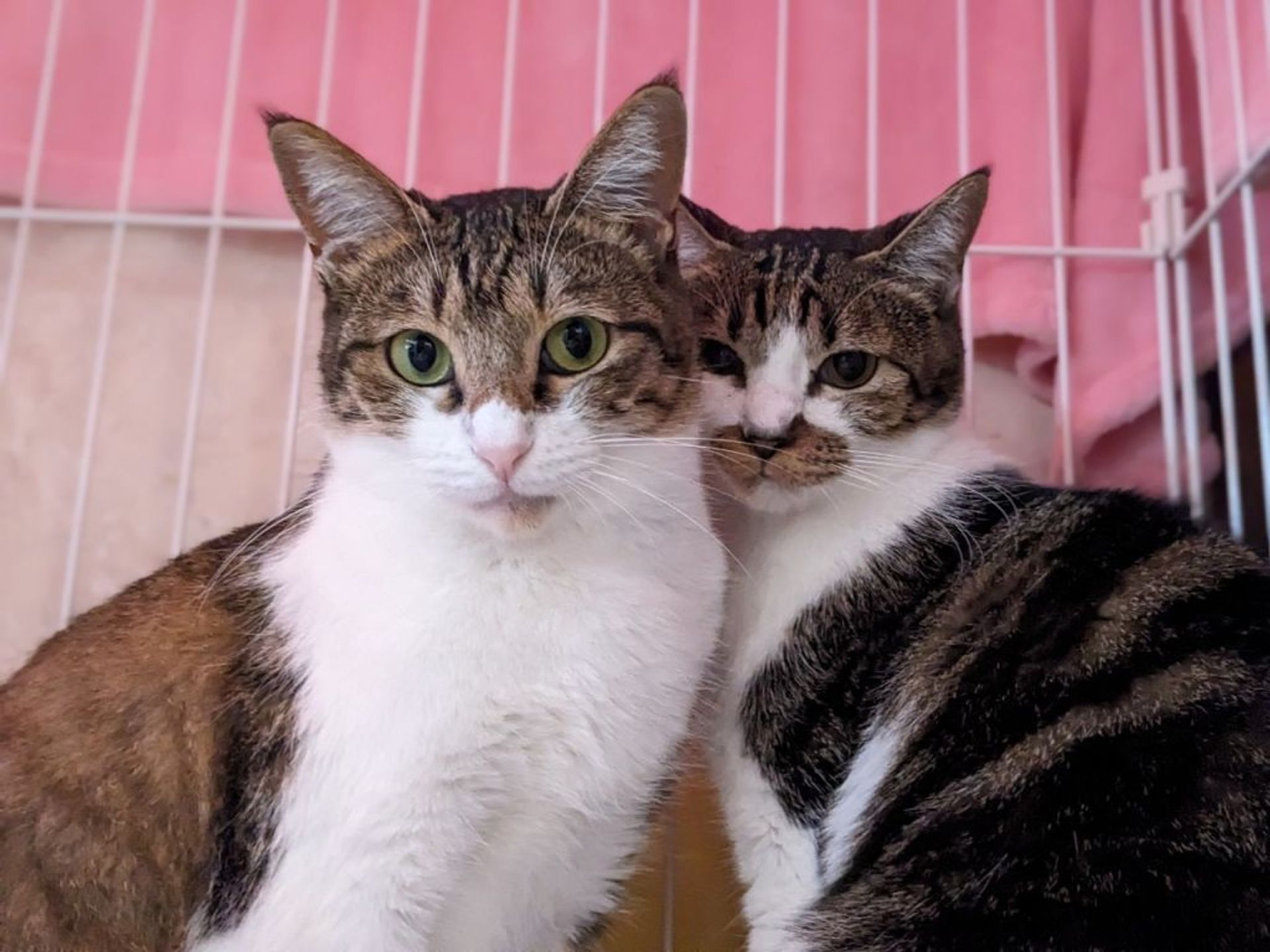 雑種（ミックス猫）・メスの里親募集の写真