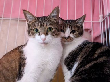 だてまき＆かまぼこの写真