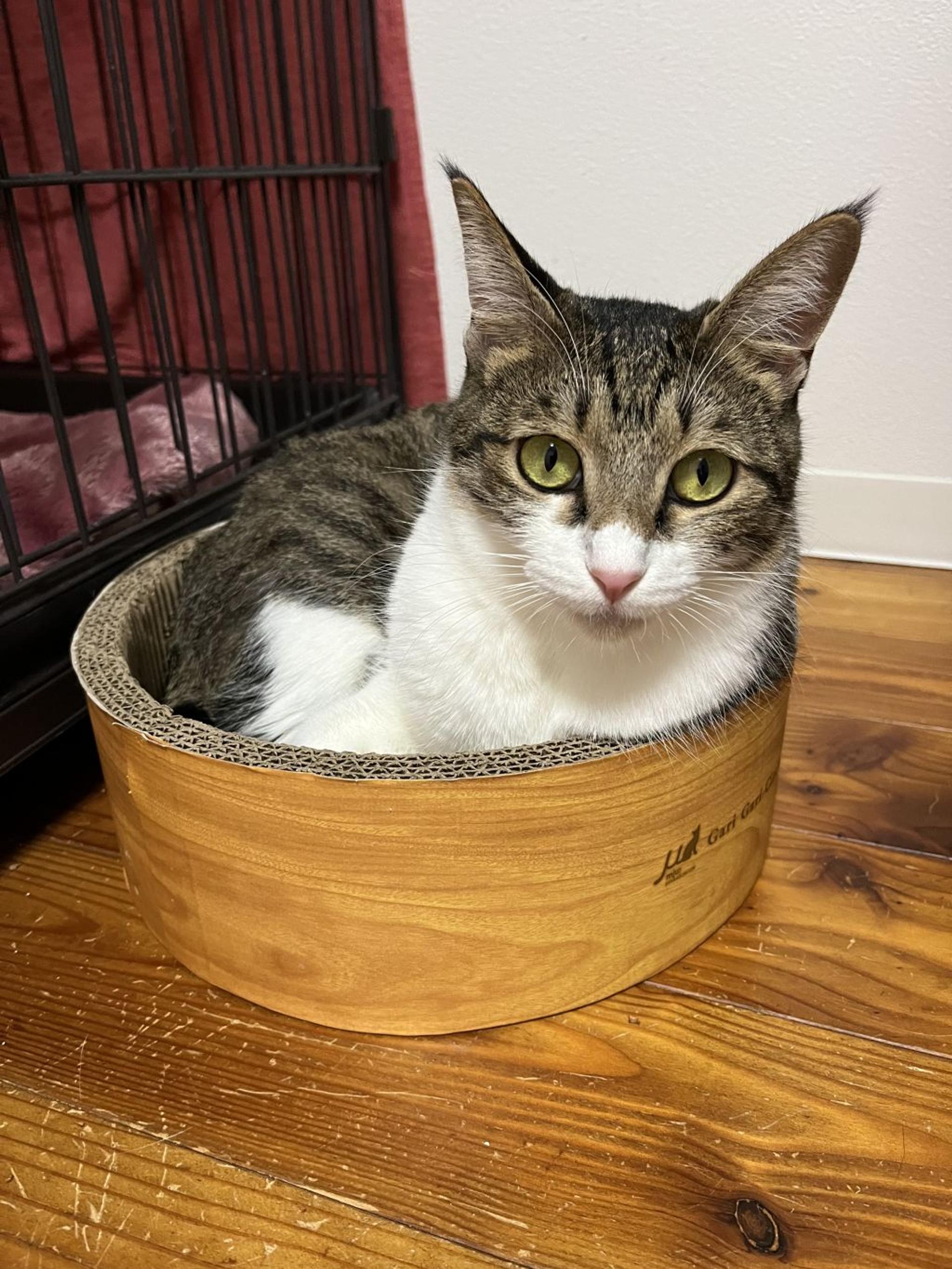pet-image-3