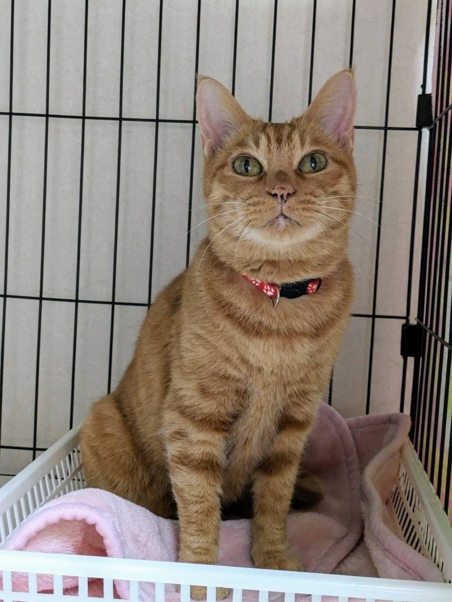 雑種（ミックス猫）・メスの里親募集の写真