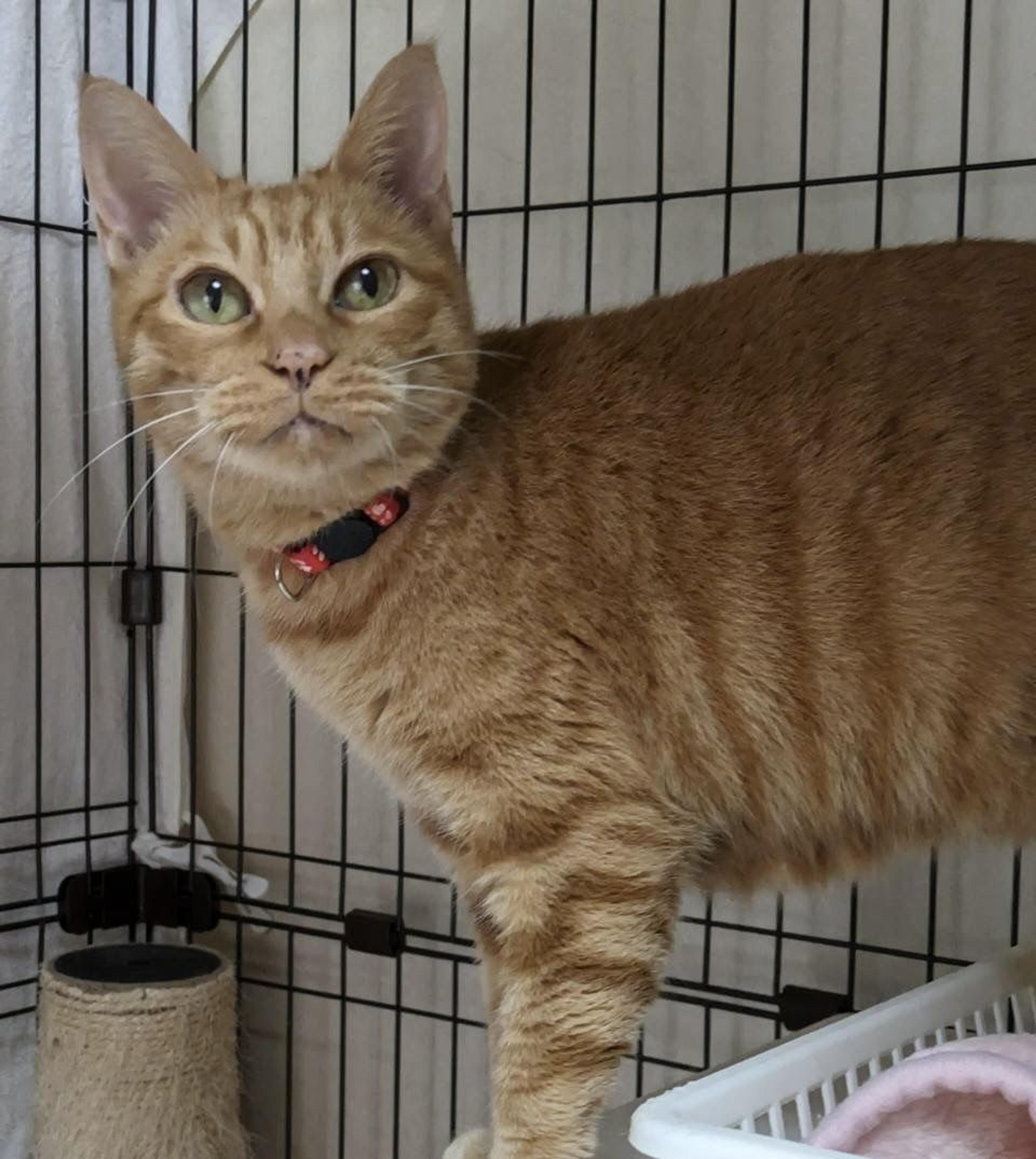 pet-image-2