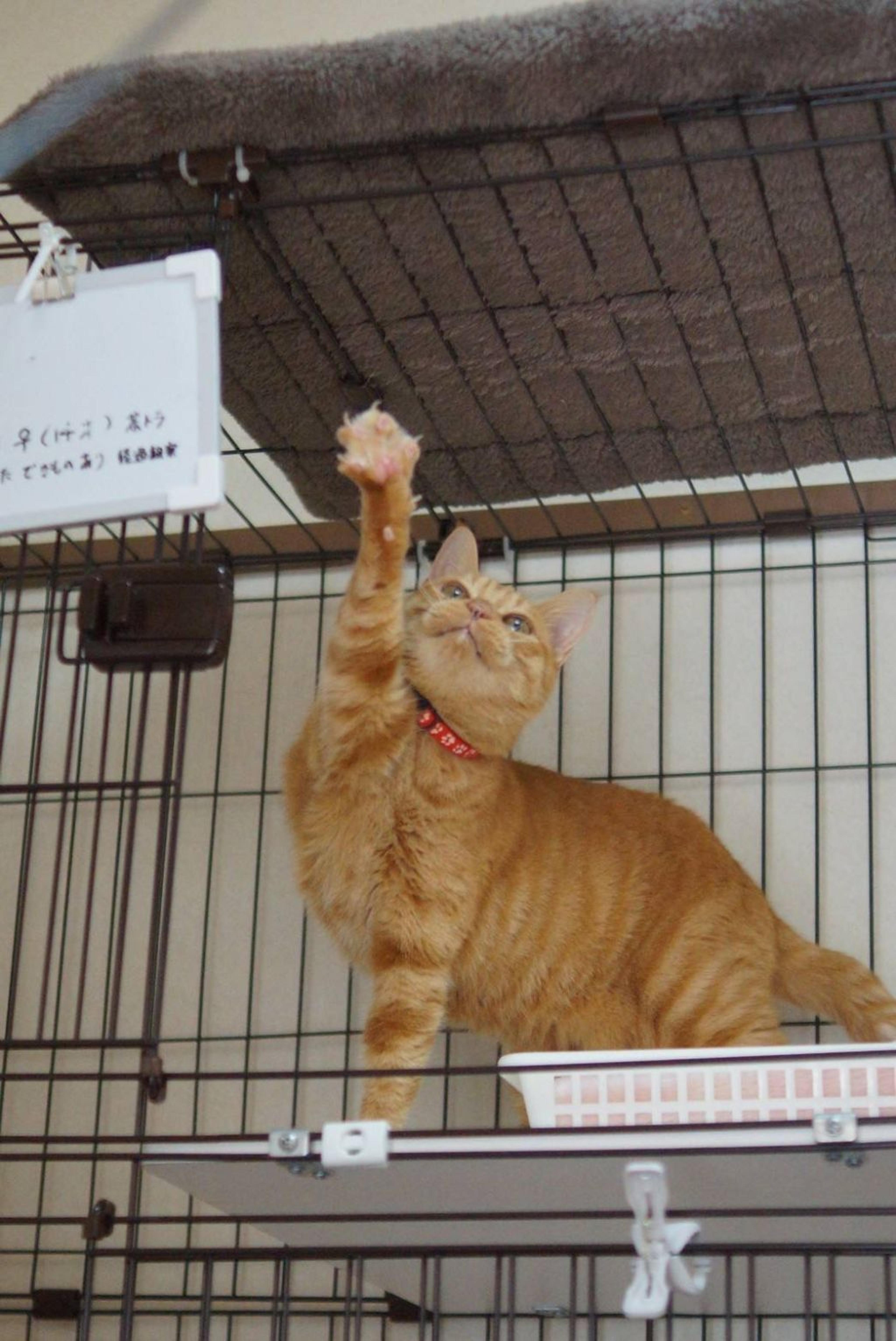 pet-image-8