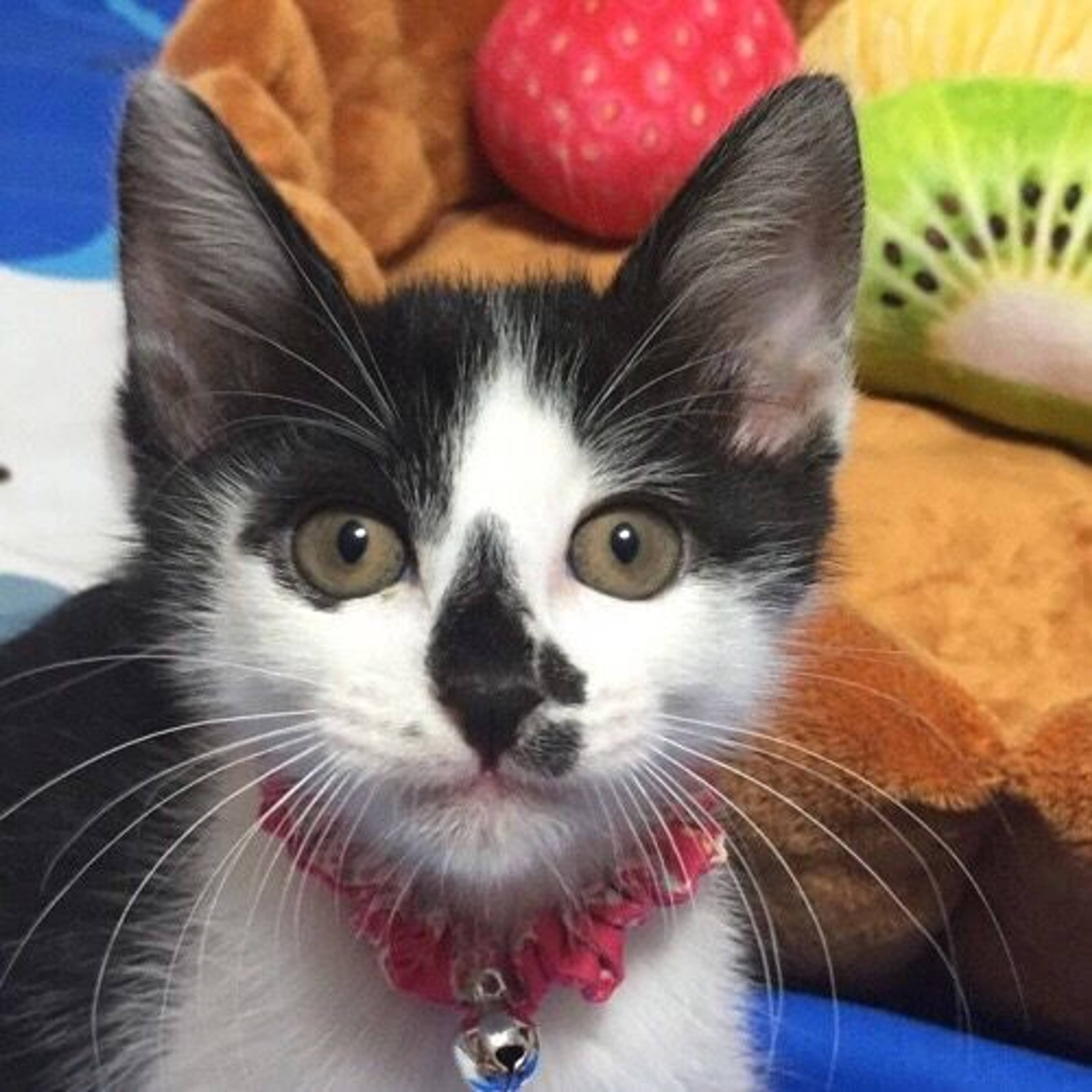 雑種（ミックス猫）・メスの里親募集の写真