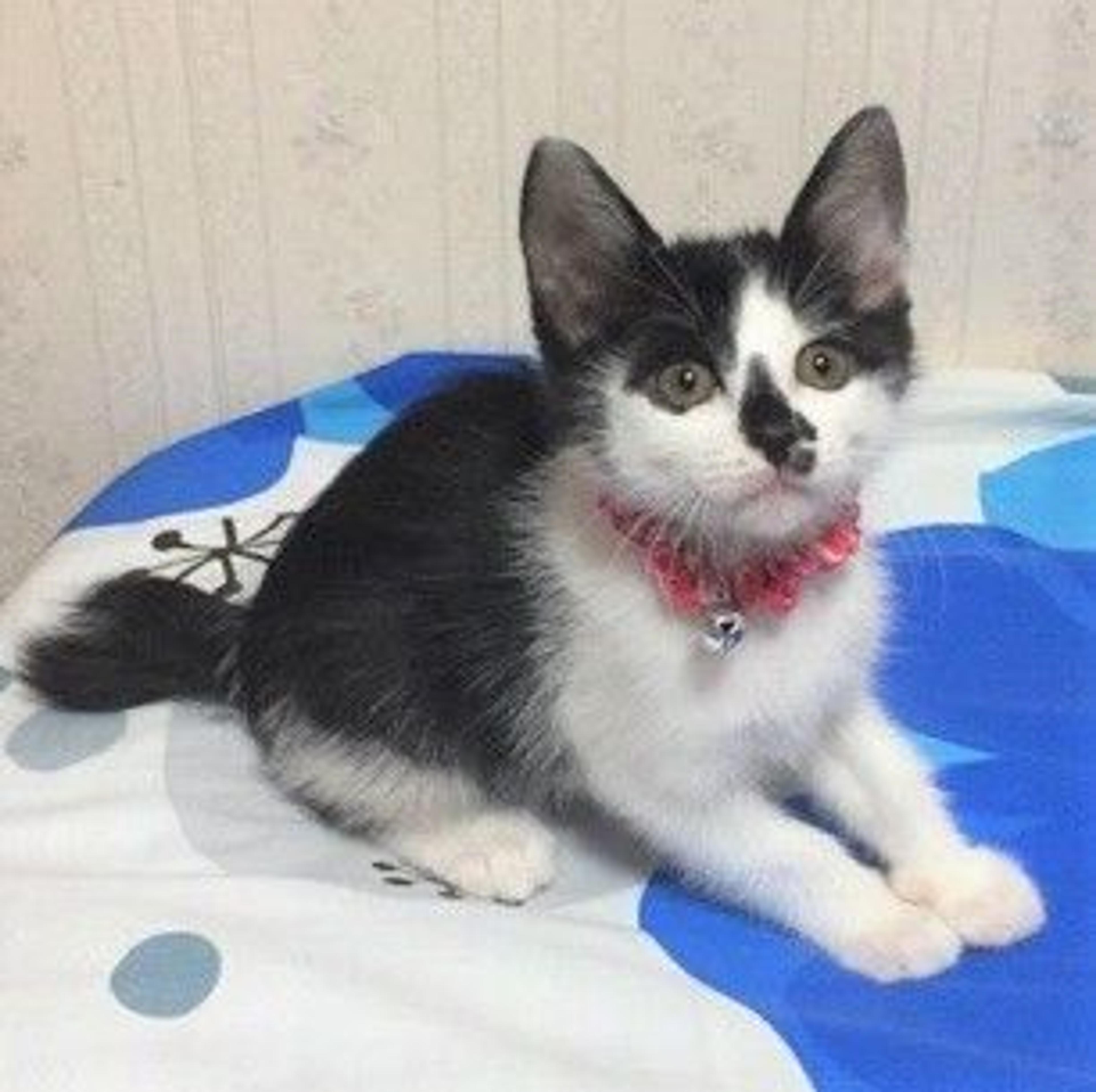 pet-image-2