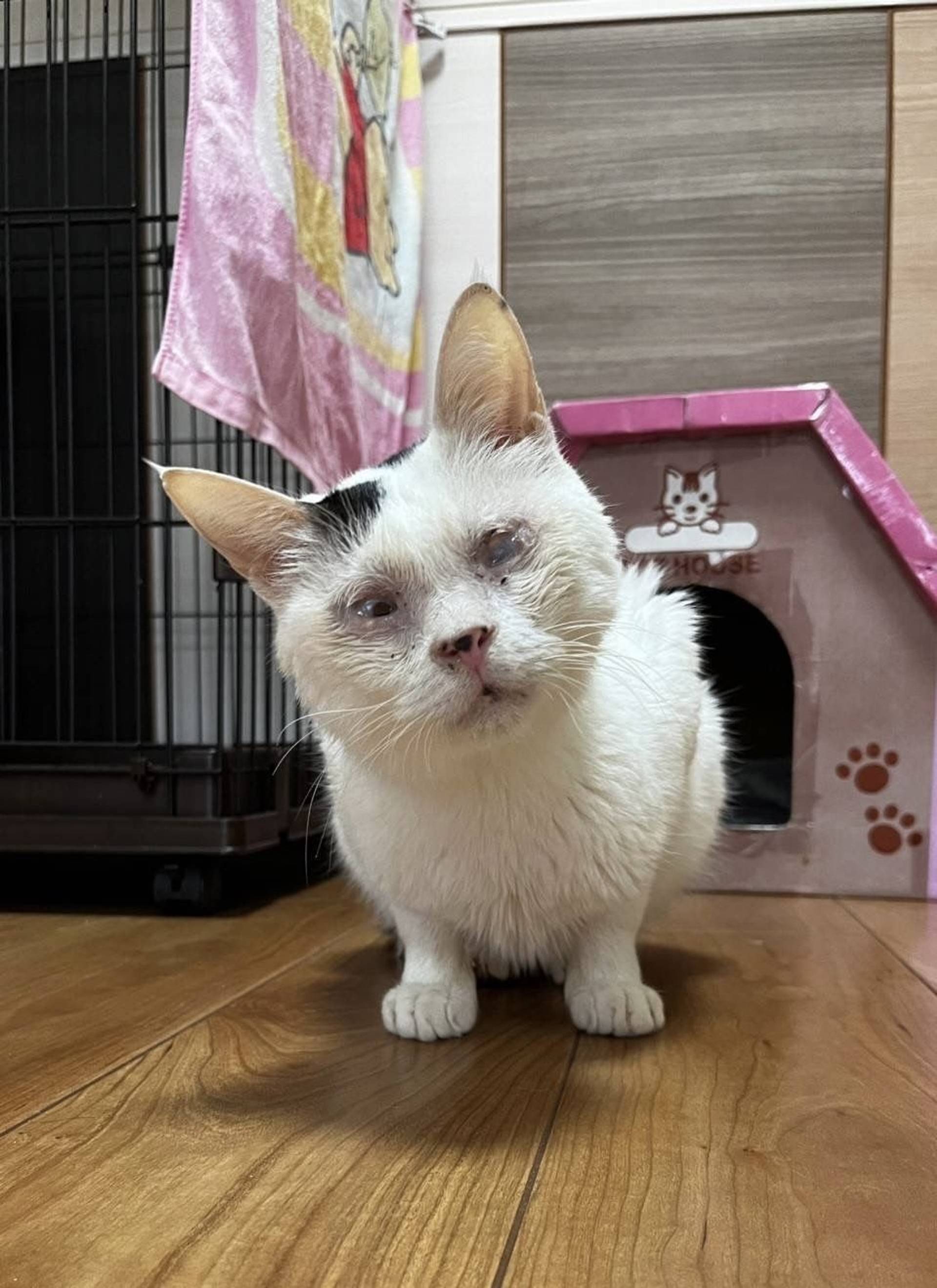 雑種（ミックス猫）・オスの里親募集の写真