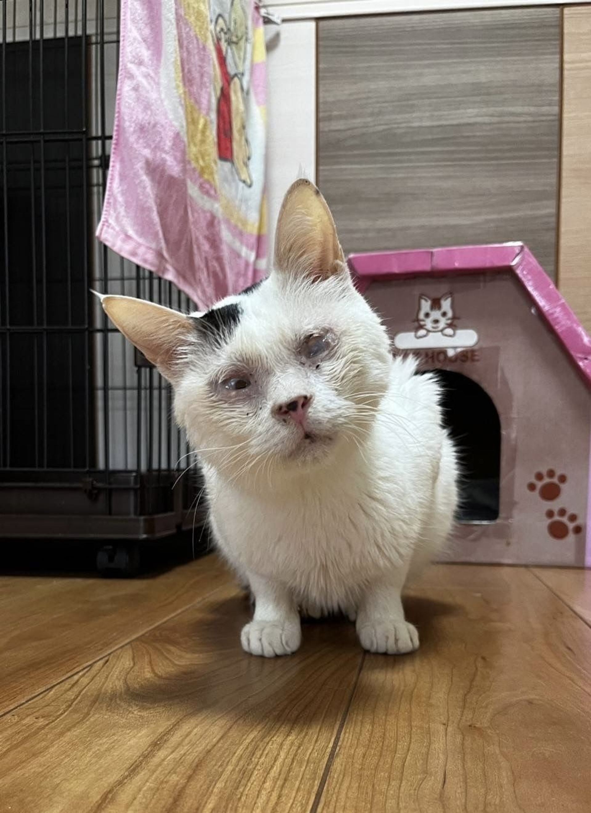 雑種（ミックス猫）・オスの里親募集の写真
