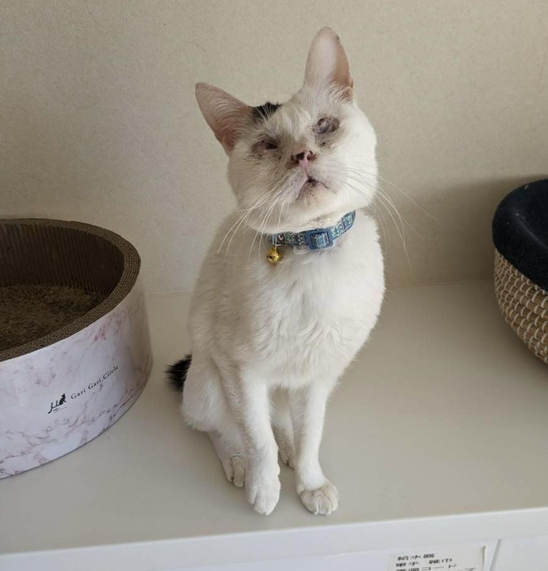 pet-image-4