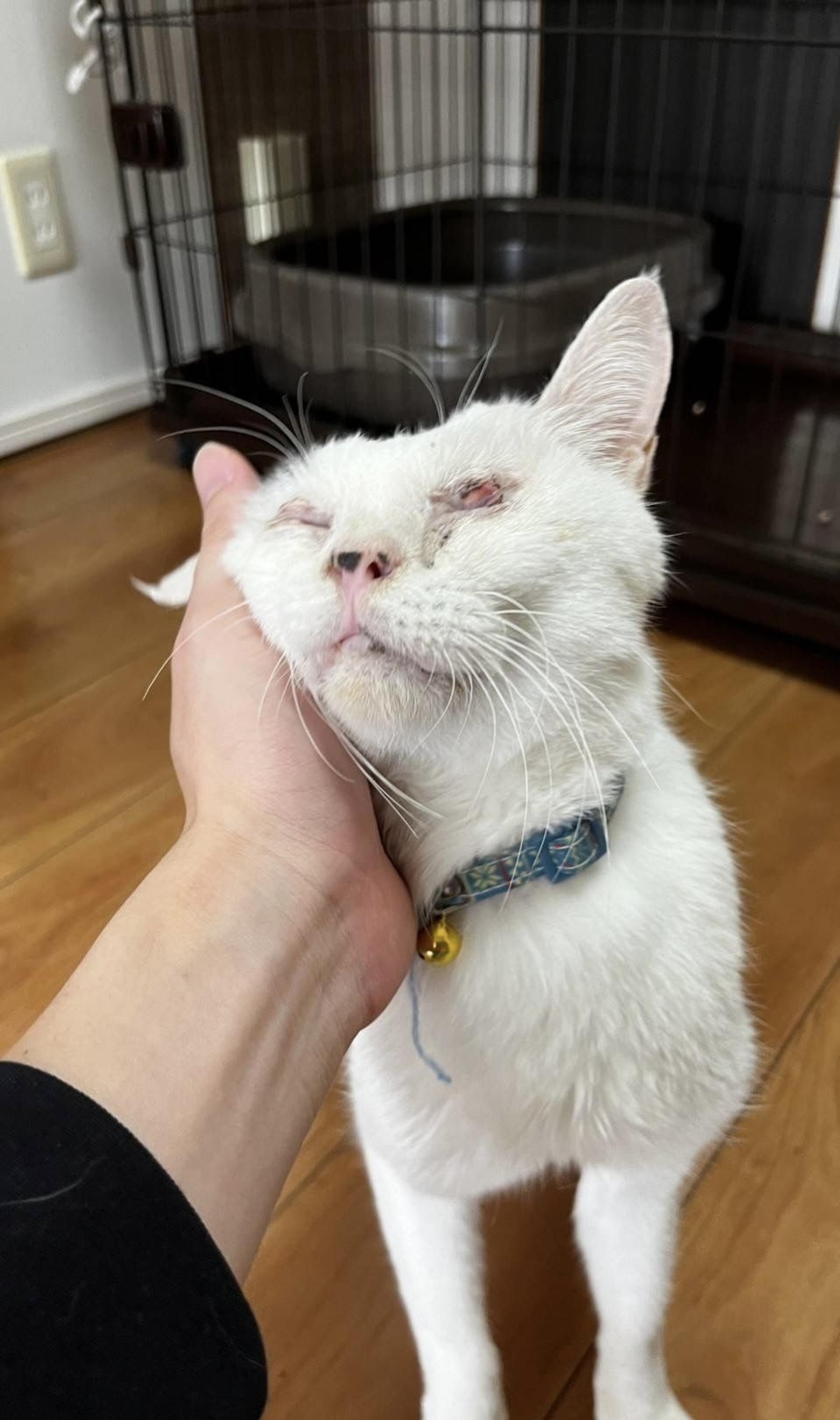 pet-image-7
