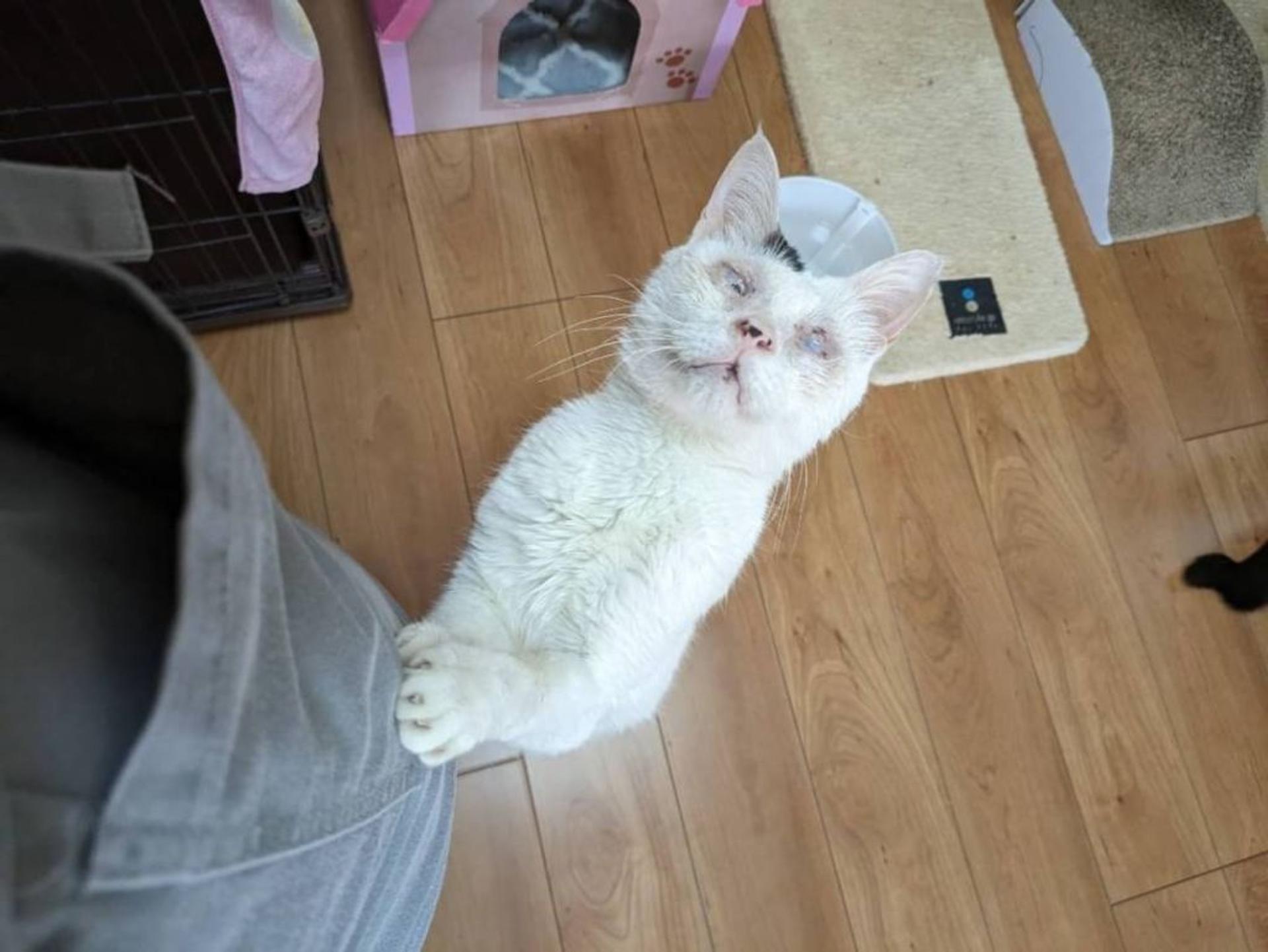 pet-image-8