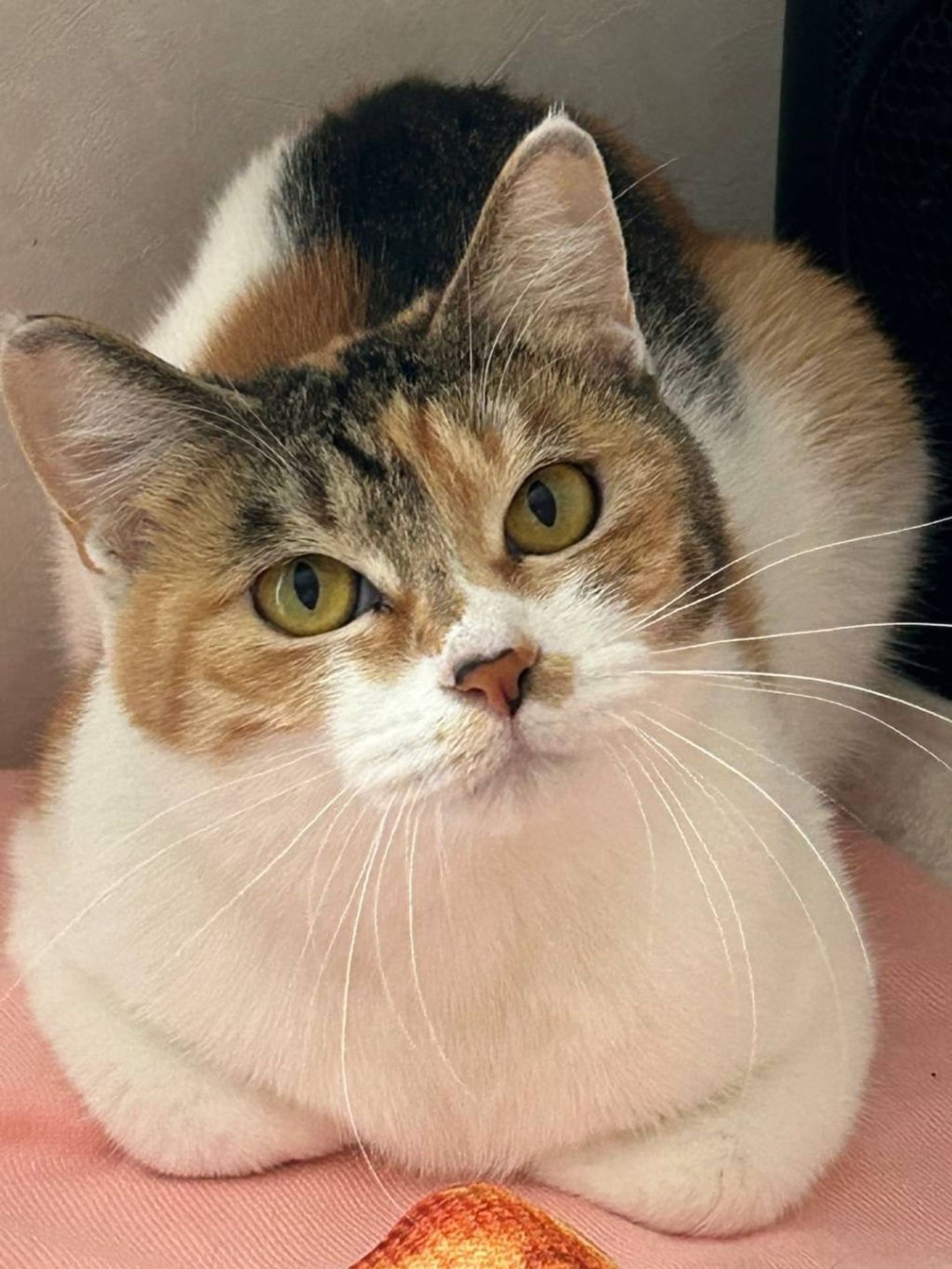 雑種（ミックス猫）・メスの里親募集の写真