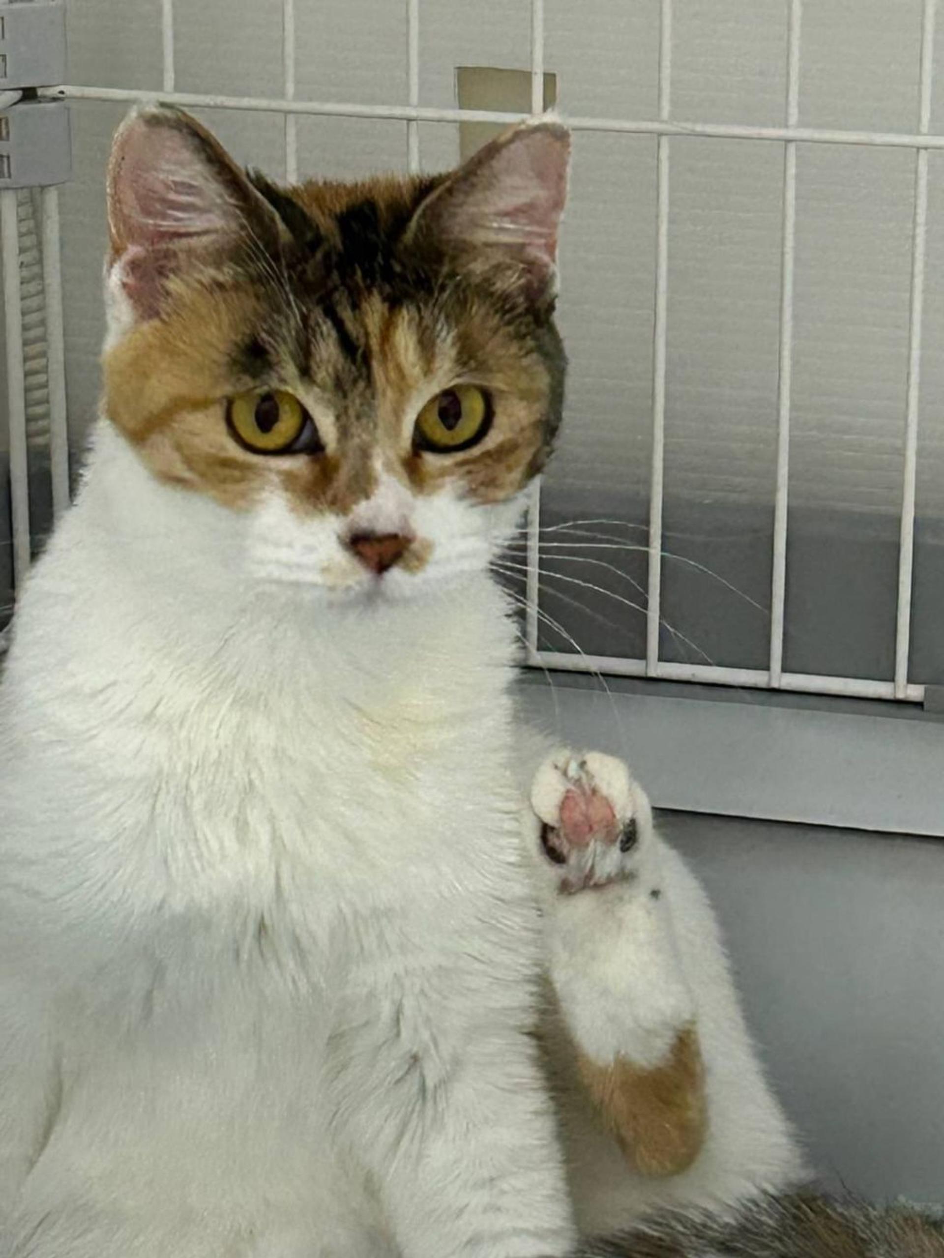 pet-image-2