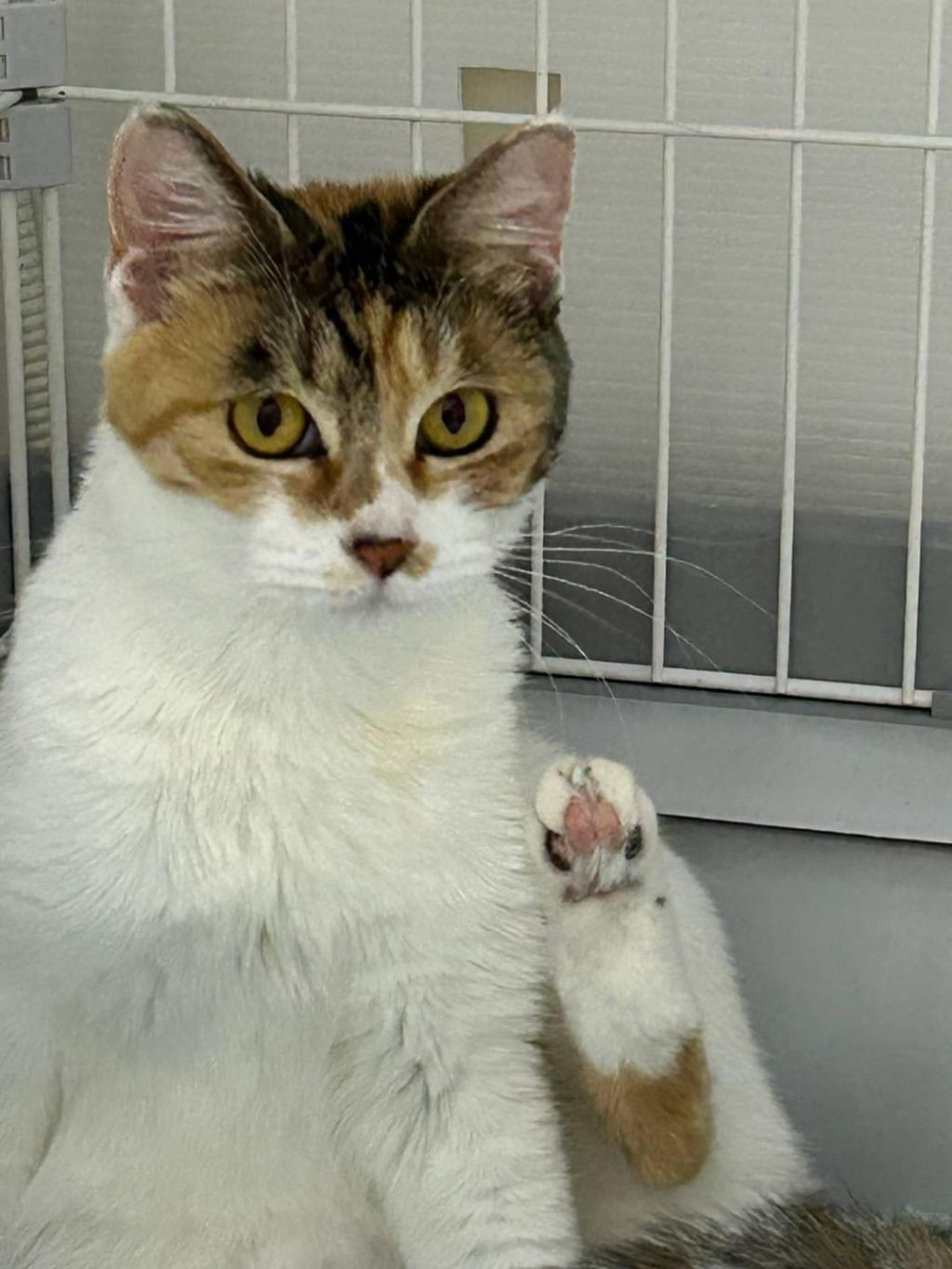 pet-image-2