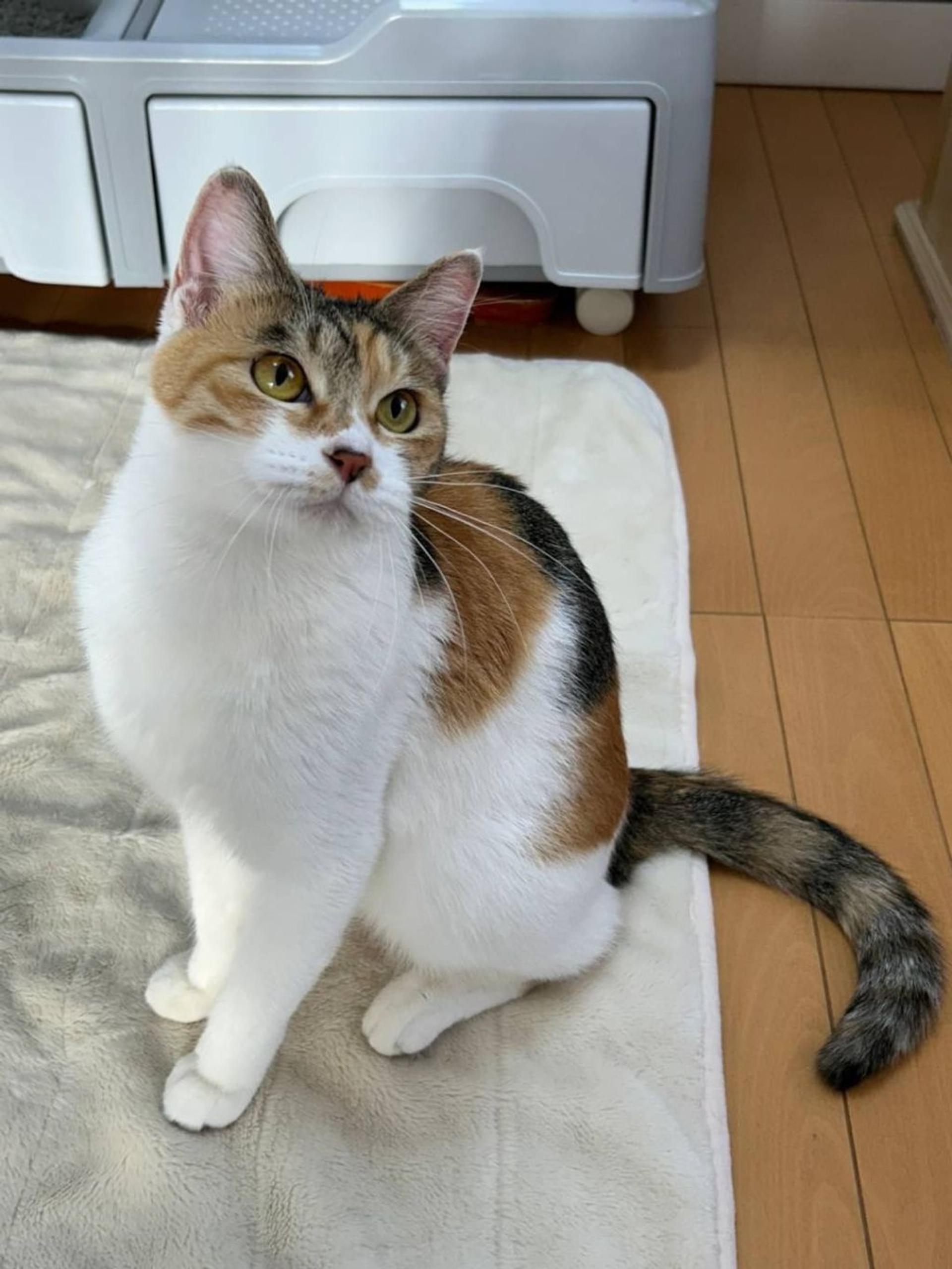 pet-image-3