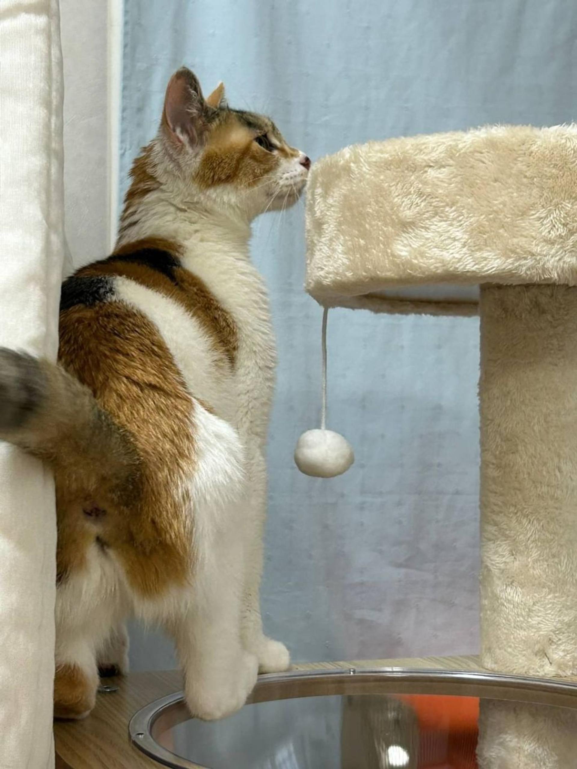 pet-image-5