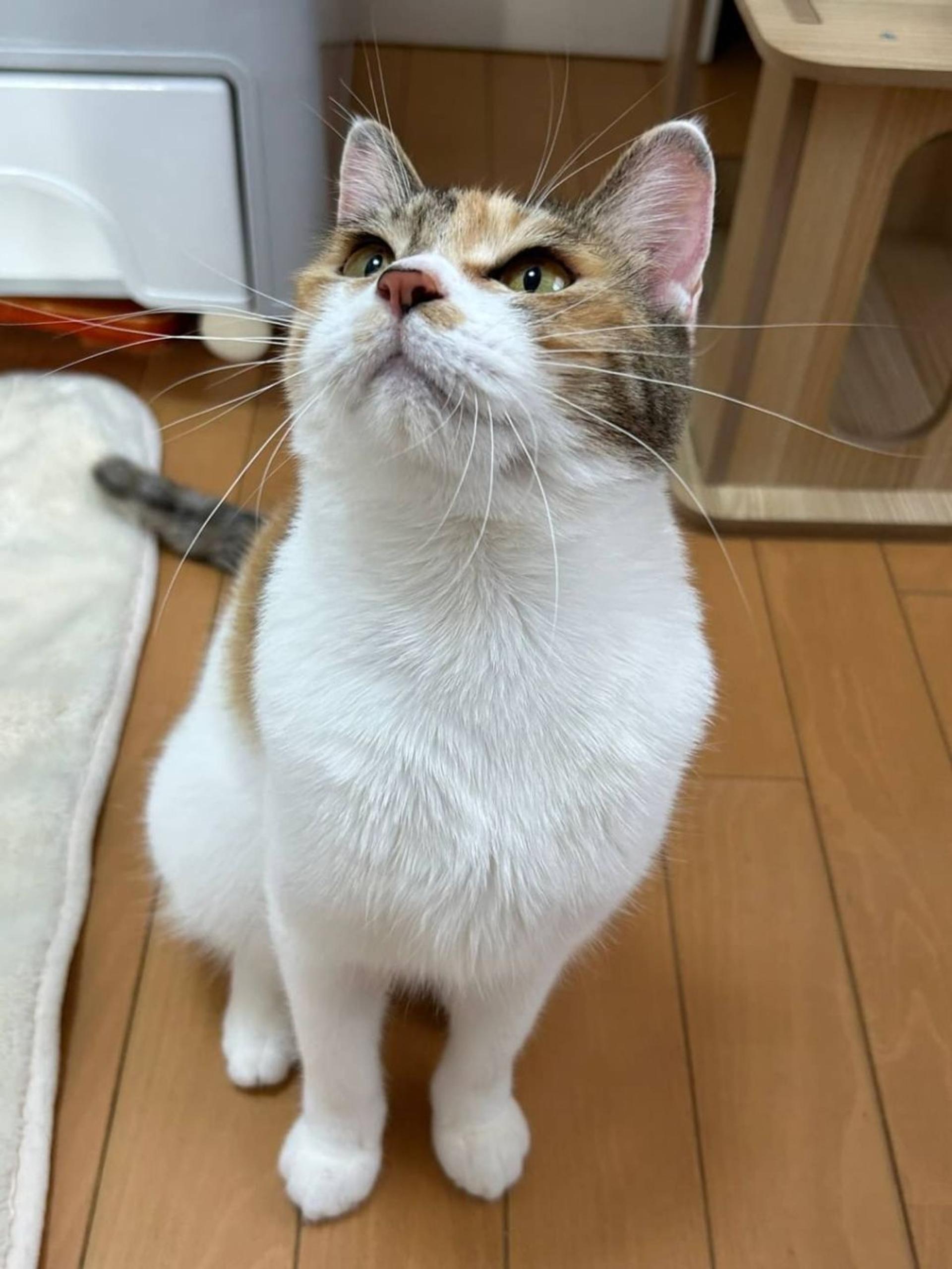 pet-image-6