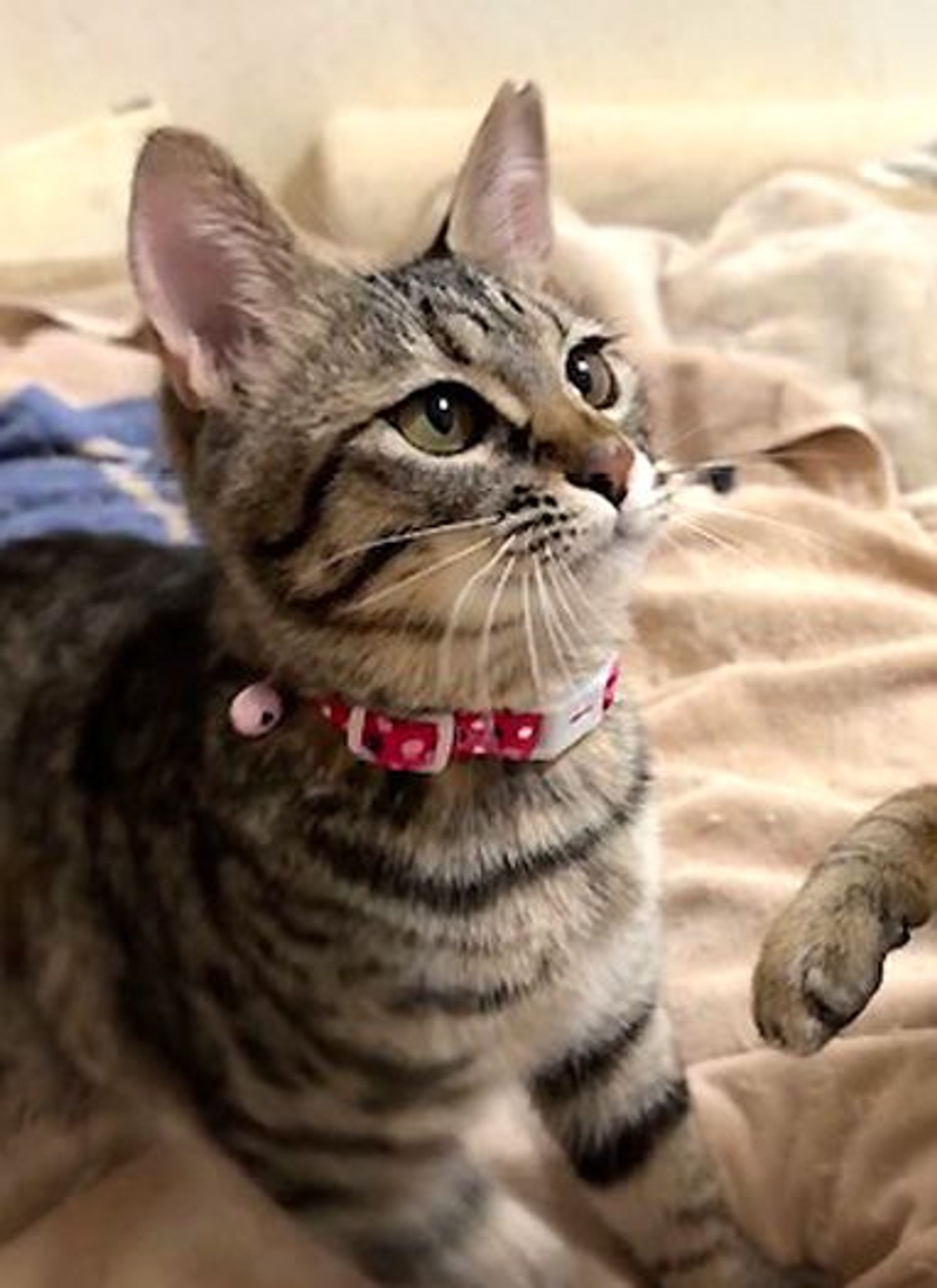 雑種（ミックス猫）・メスの里親募集の写真
