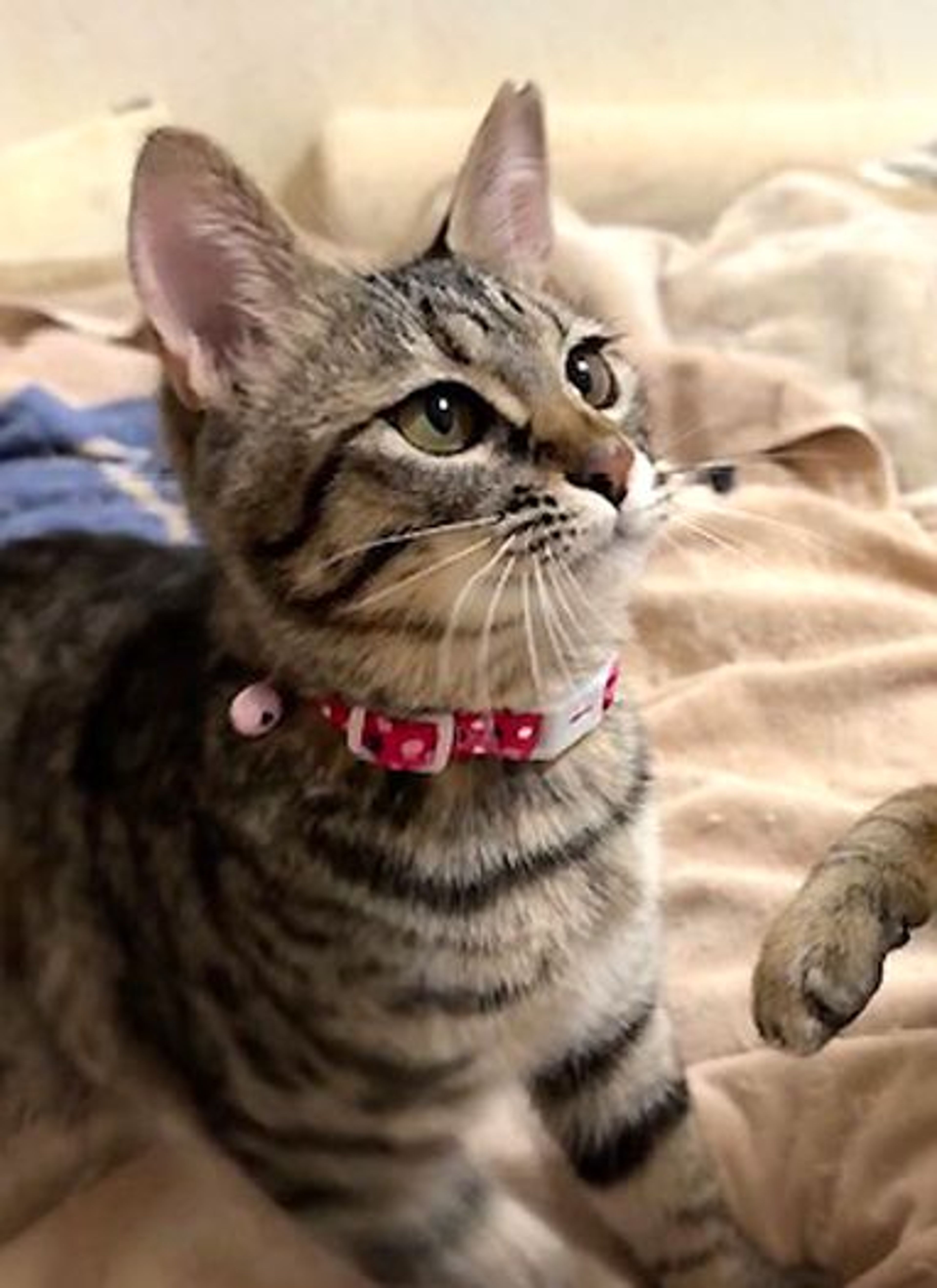 雑種（ミックス猫）・メスの里親募集の写真