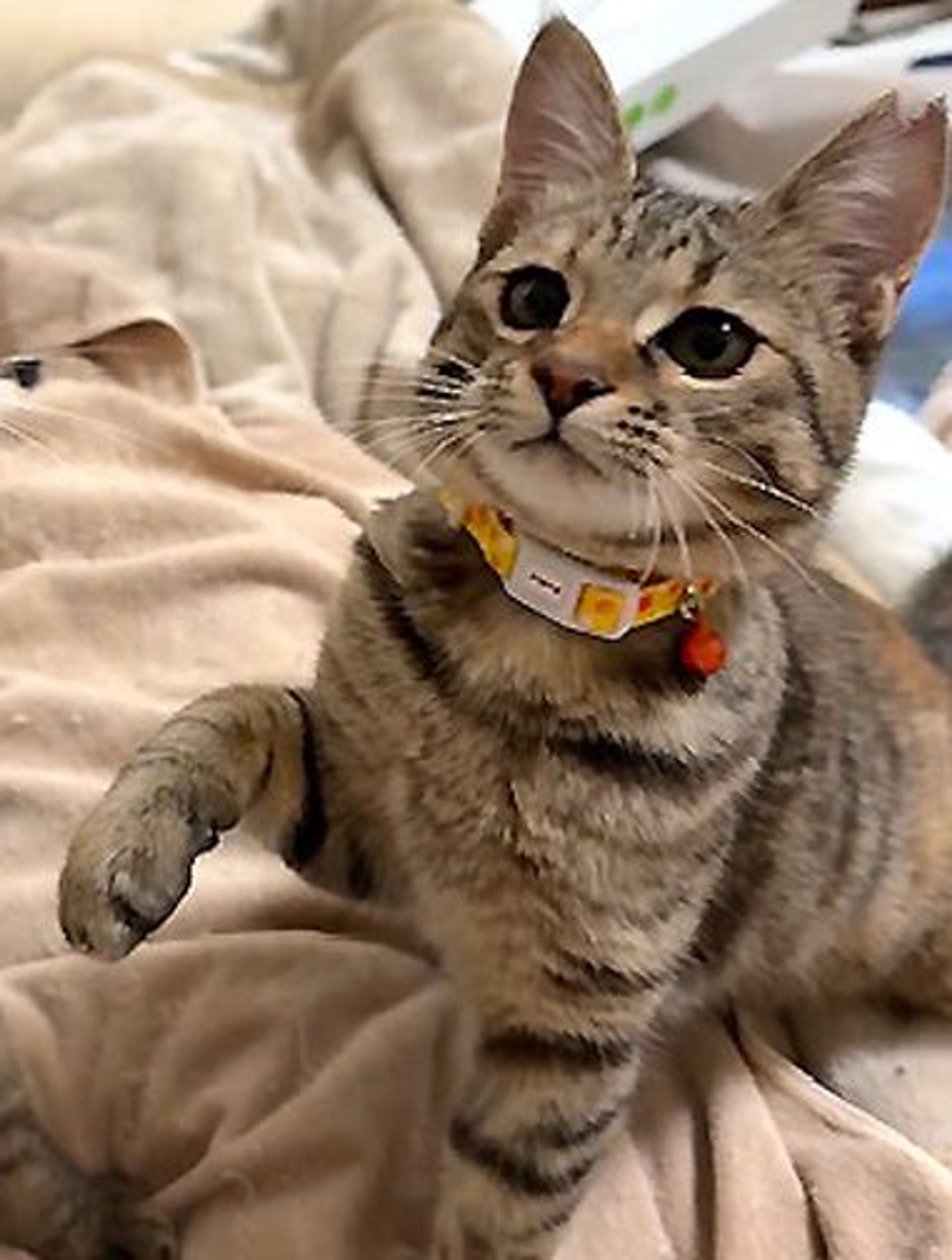 雑種（ミックス猫）・メスの里親募集の写真