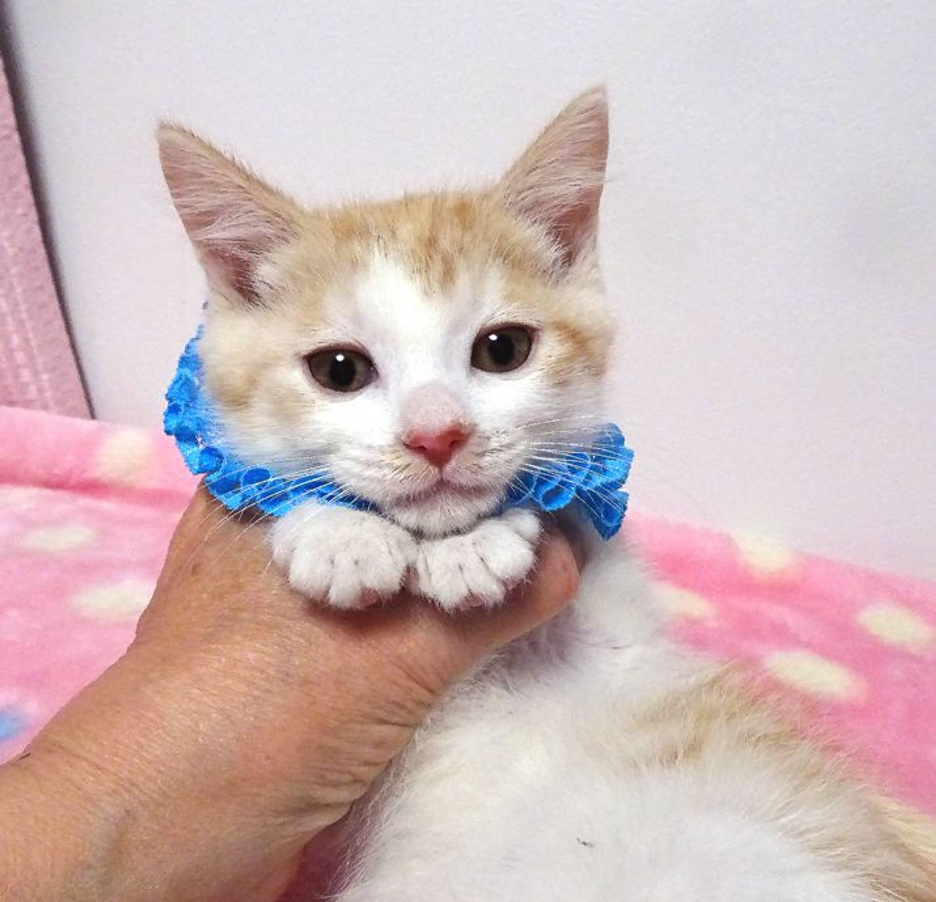 雑種（ミックス猫）・オスの里親募集の写真