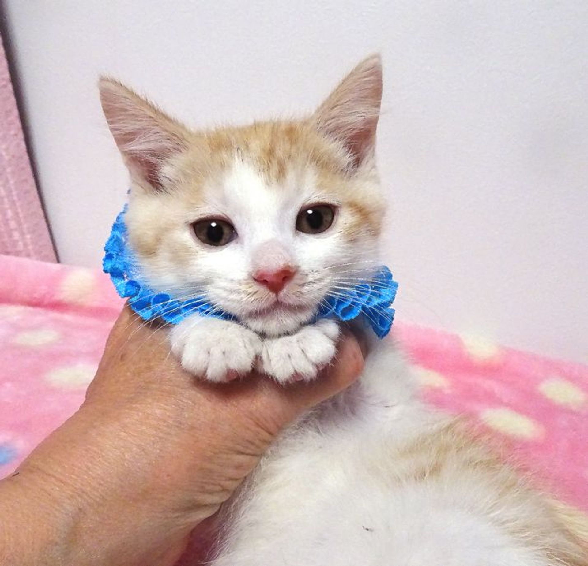 雑種（ミックス猫）・オスの里親募集の写真