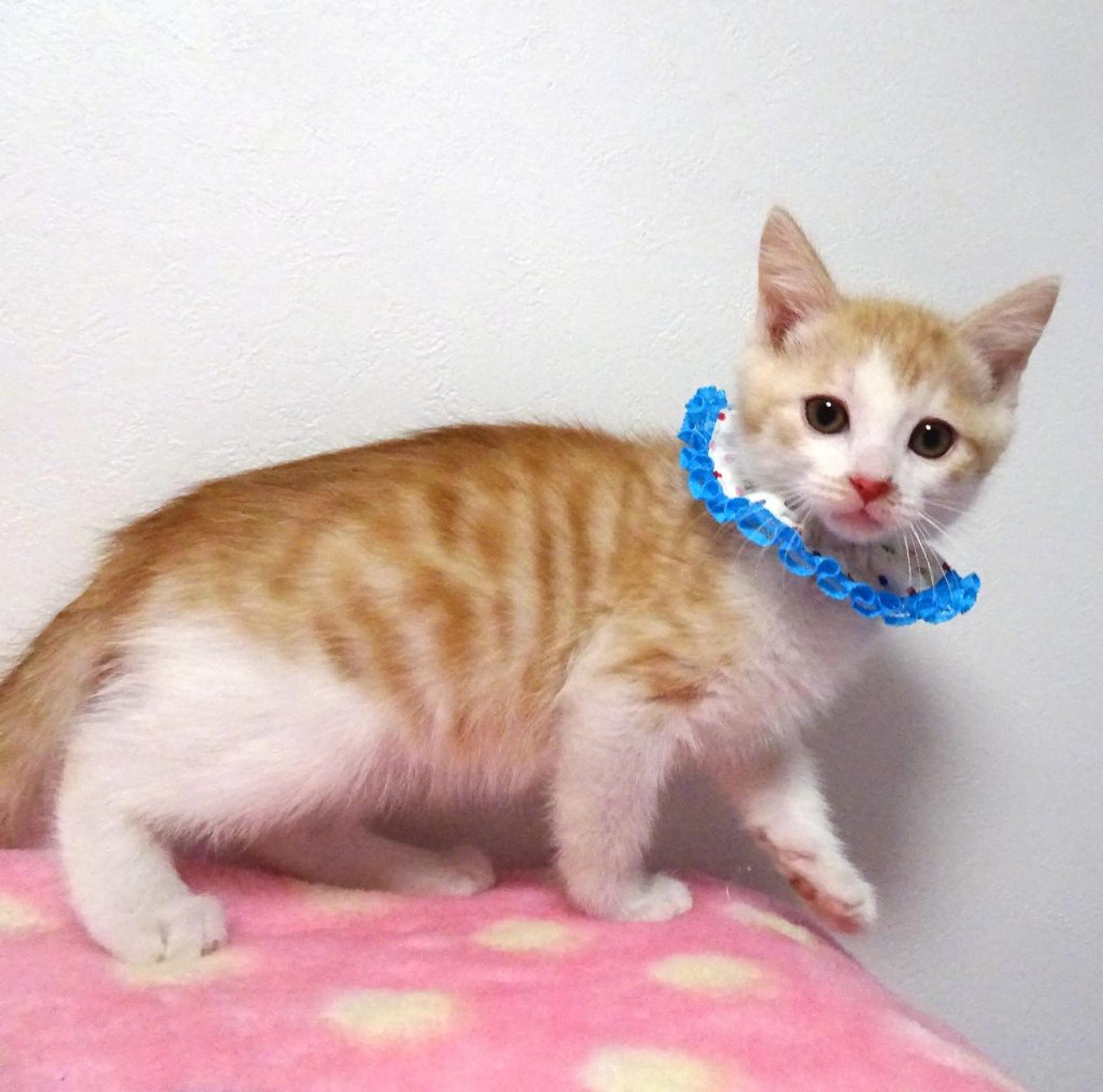 pet-image-3