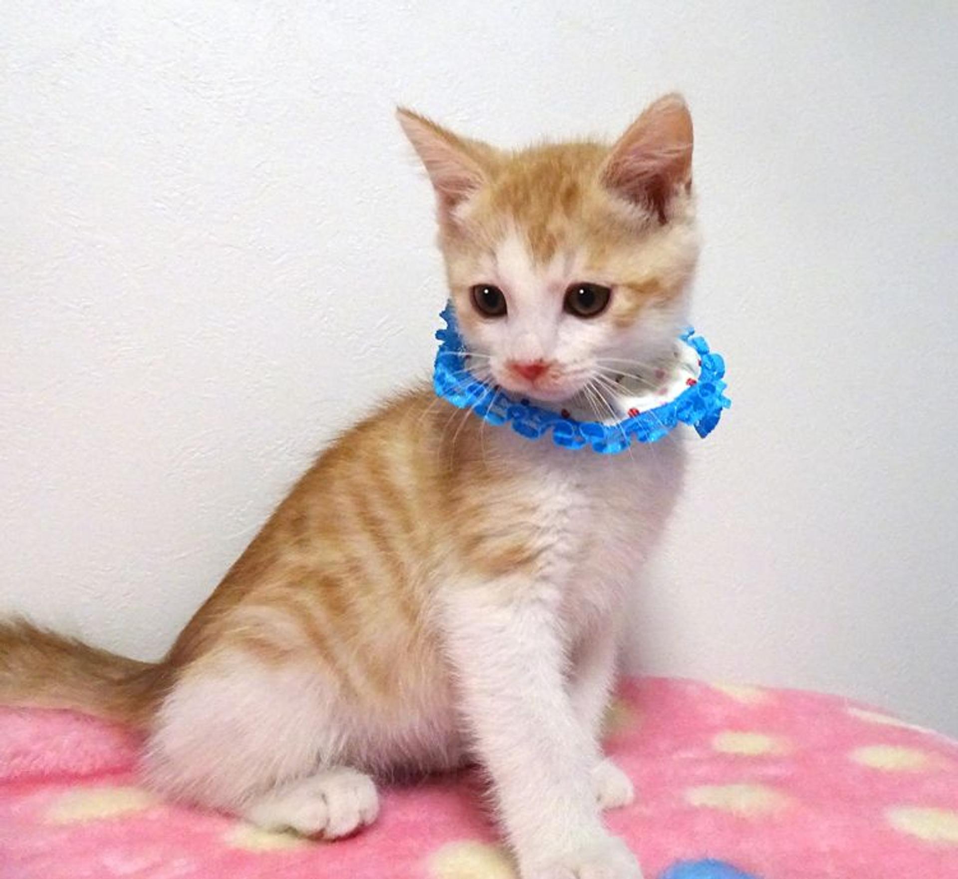 pet-image-4