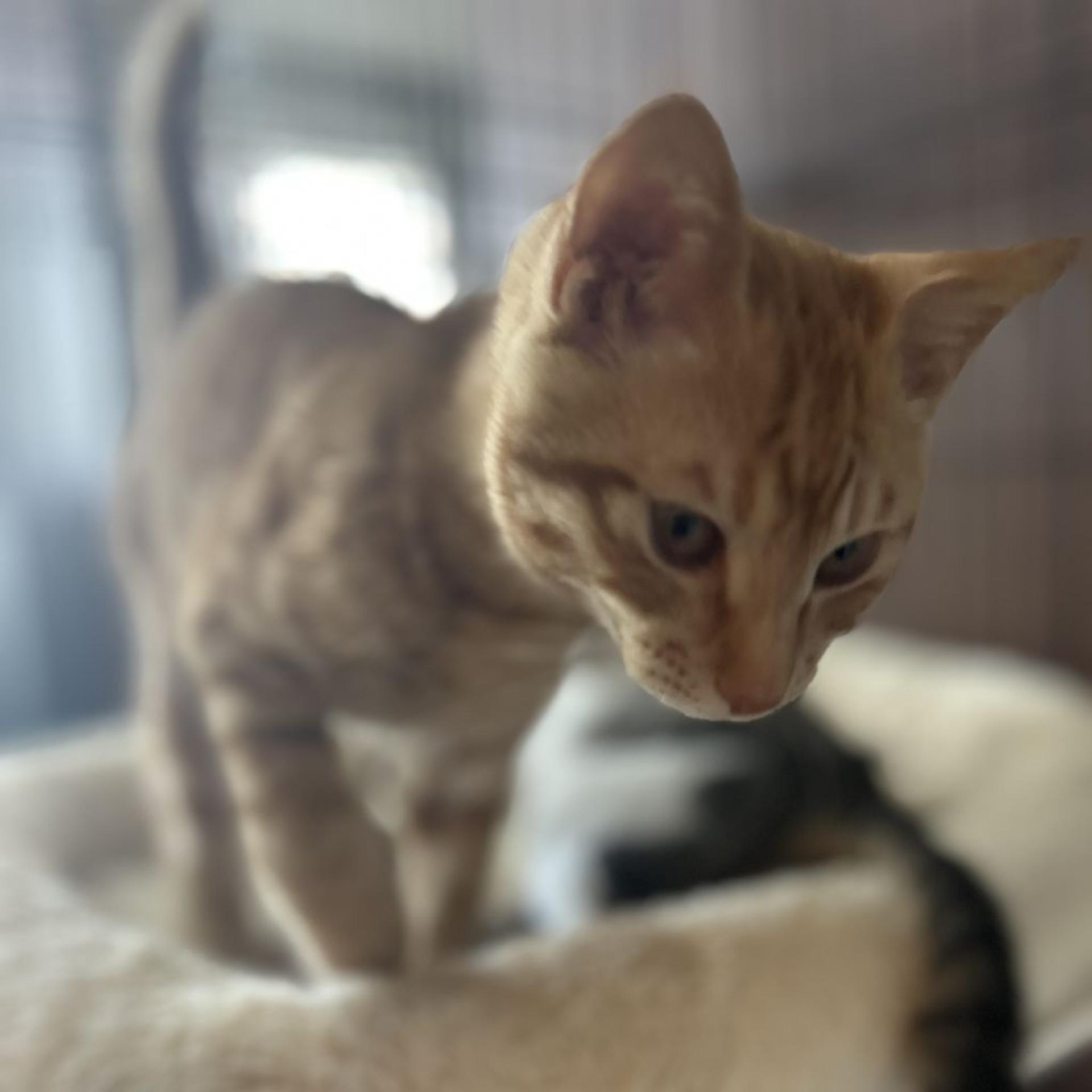 pet-image-3